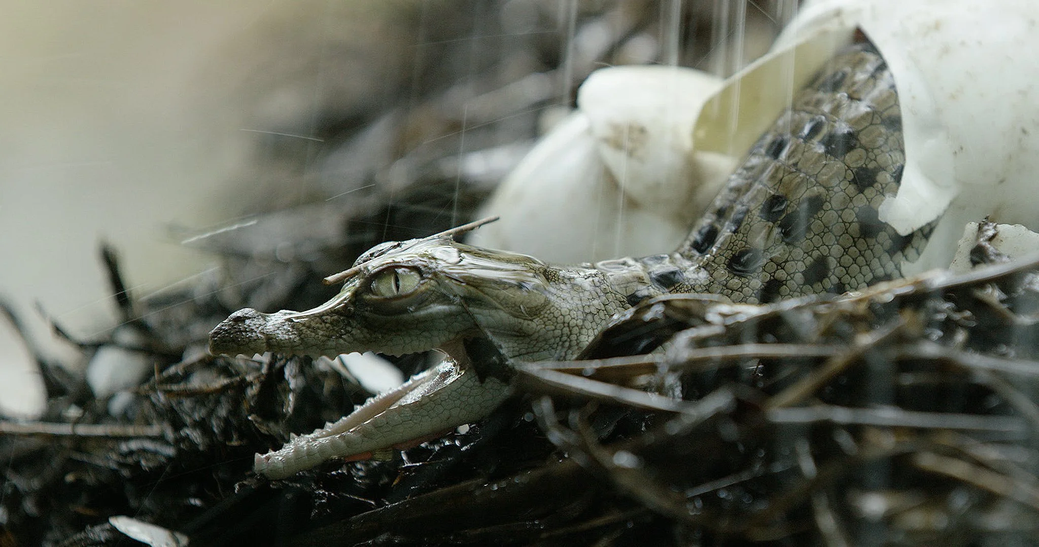 AUSTRALIA: THE WILD TOP END FINALIST AT WORLD WILDLIFE DAY FILM SHOWCASE