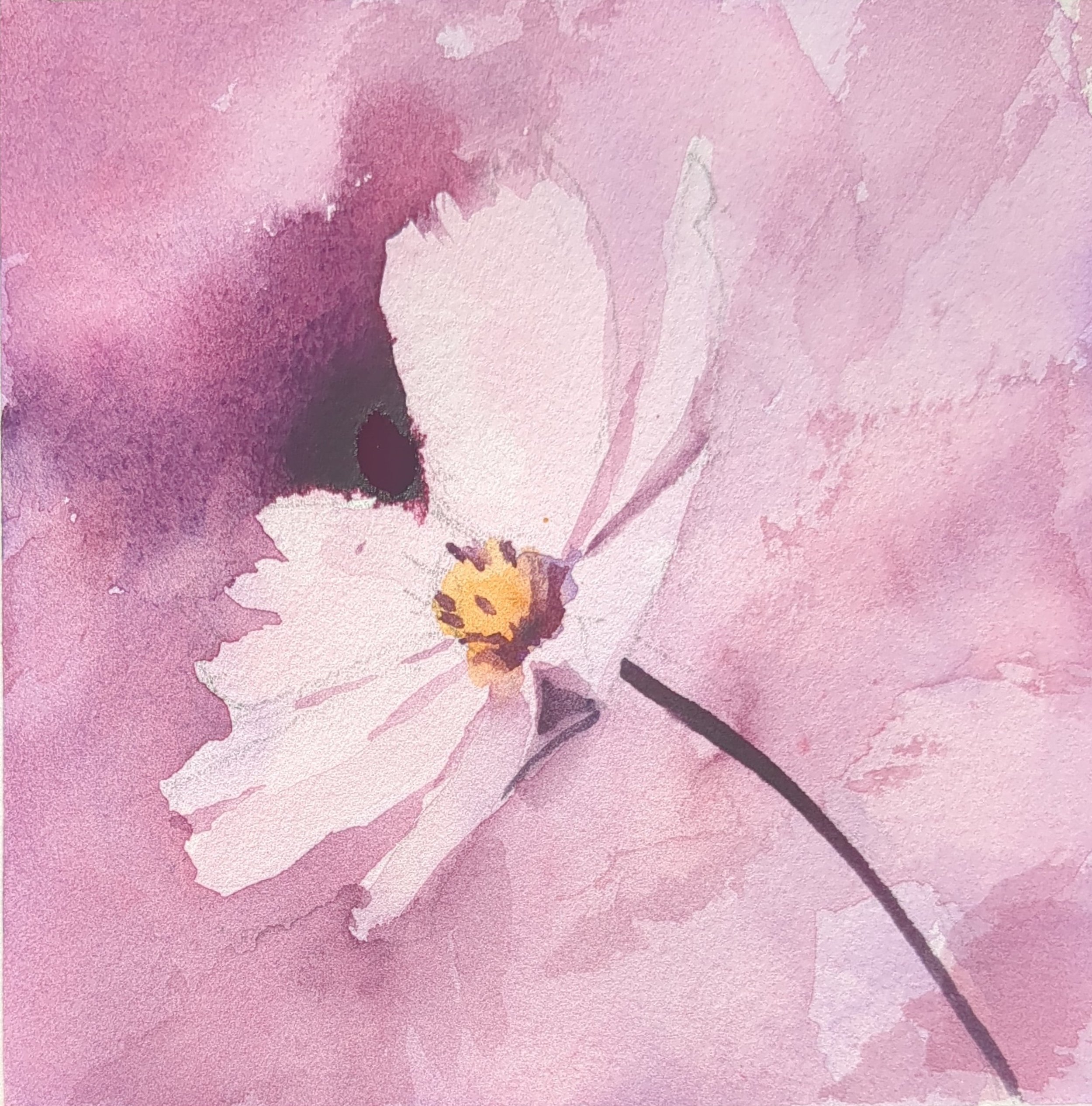 Cosmos