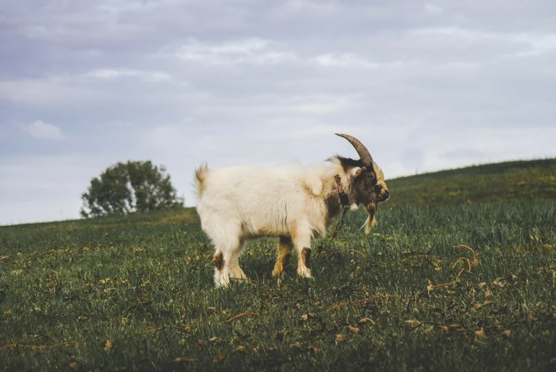 A quietly wonderful piece of filmmaking