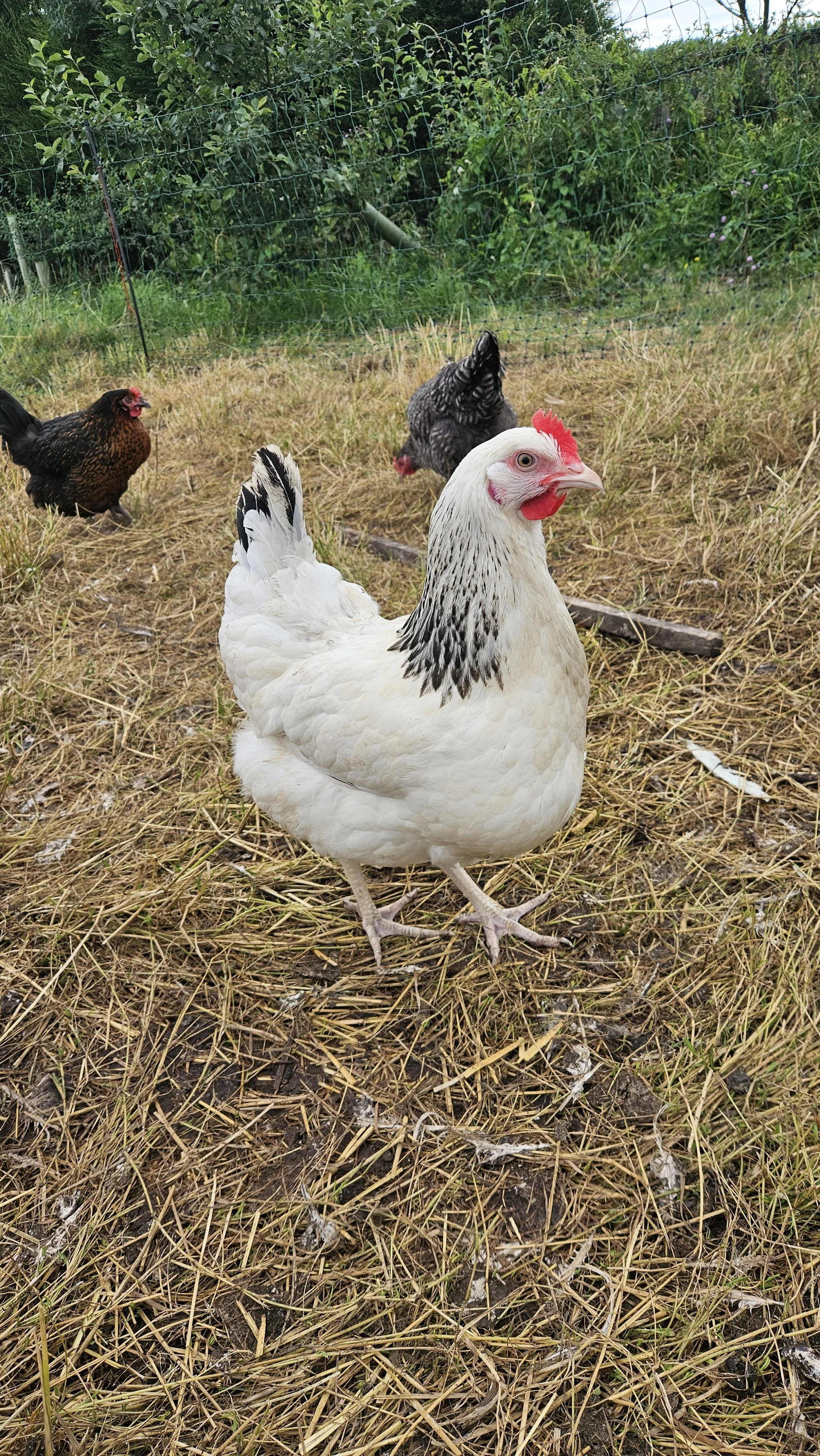 Point of Lay Hybrid Pullets