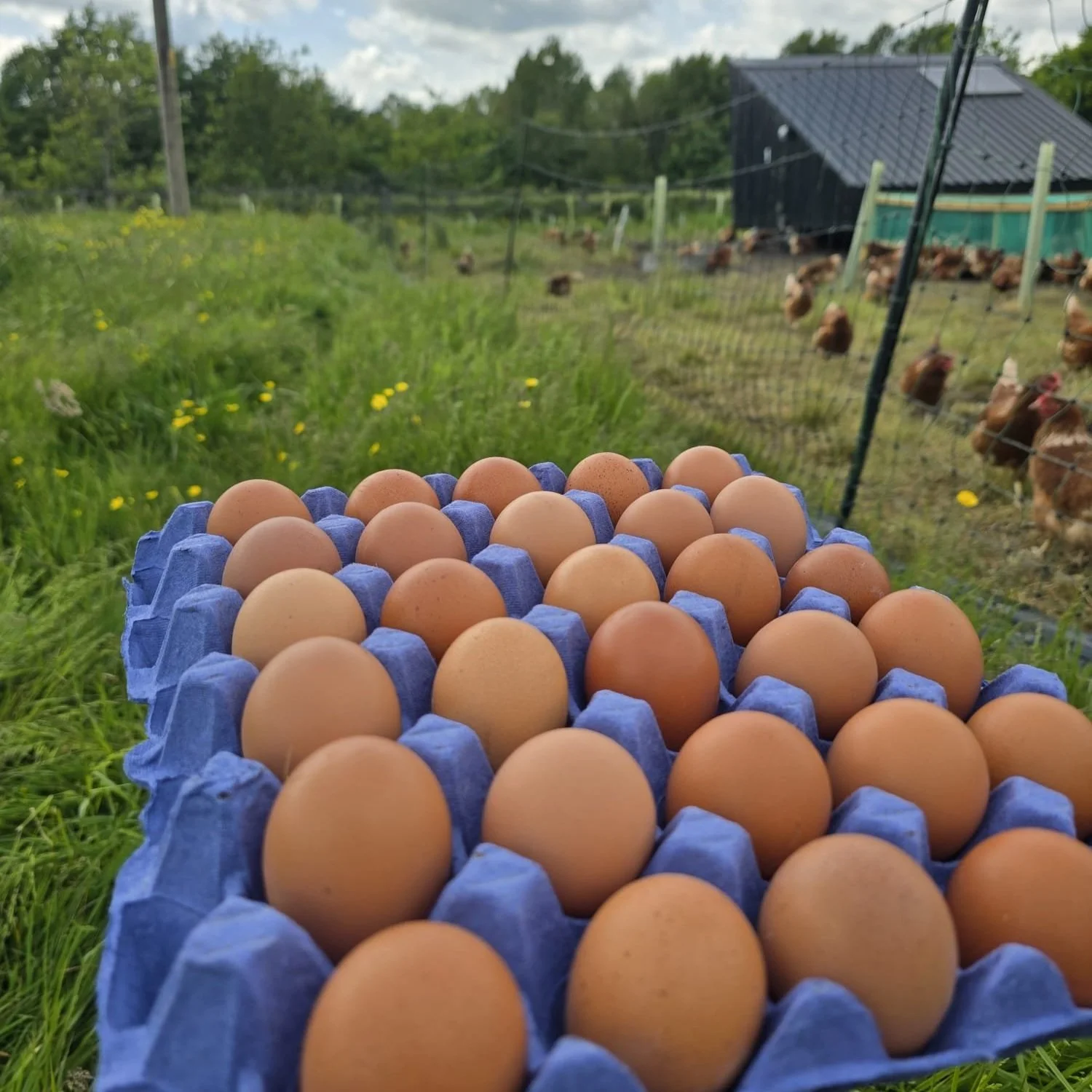 Pullet+Eggs.jpg