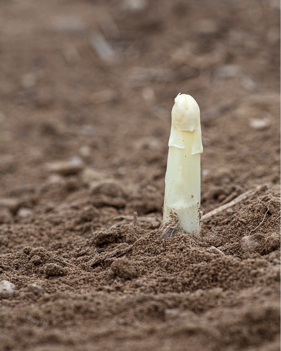 ASPERGE

The first from the ground, natuurlijk verwerken we de eerste weer in onze gerechten. zien we je snel? We zijn morgen &oacute;&oacute;k geopend voor de lunch.

Reserveer jouw tafel voor een fine dining lunch of diner:
&mdash;&gt; www.restaura