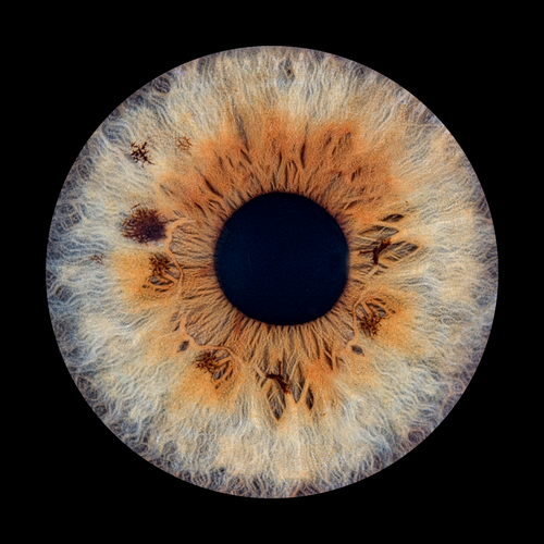 Photo d'iris en macro réalisée au studio ANFAMA Studio, Nantes