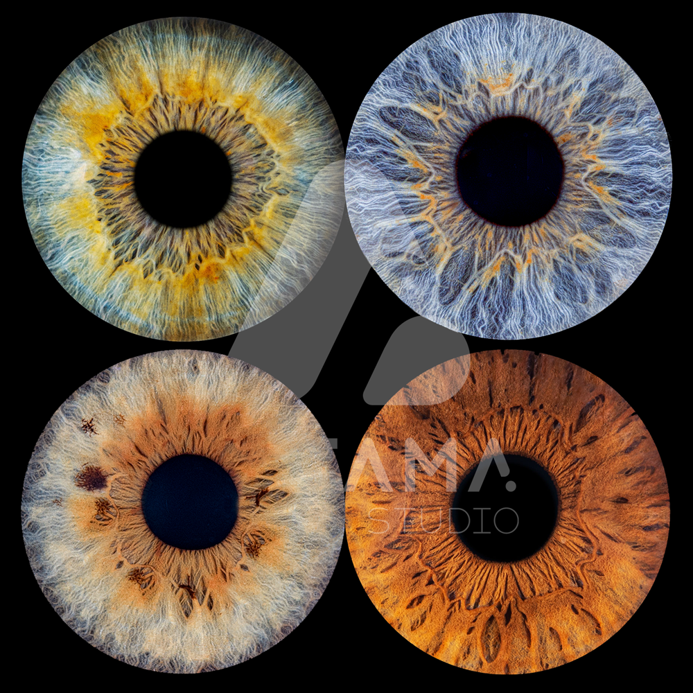 Tirage photo d'iris Quatuor : quatre iris d'une même famille réunis sur un tirage