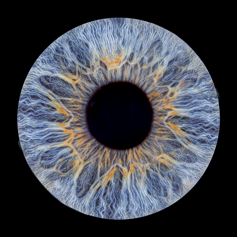 Photographie d'iris bleu en macro réalisée par ANFAMA Studio