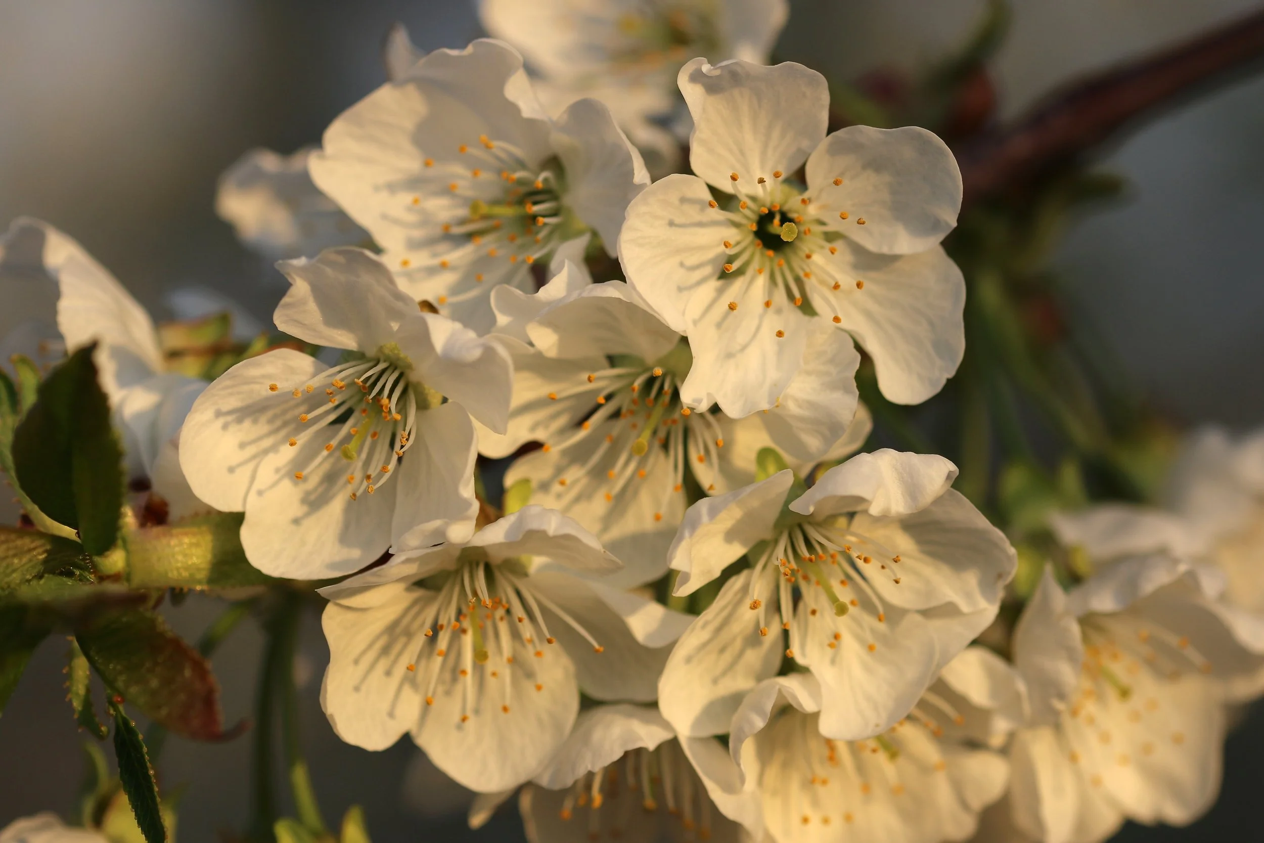 Tart cherry blossoms