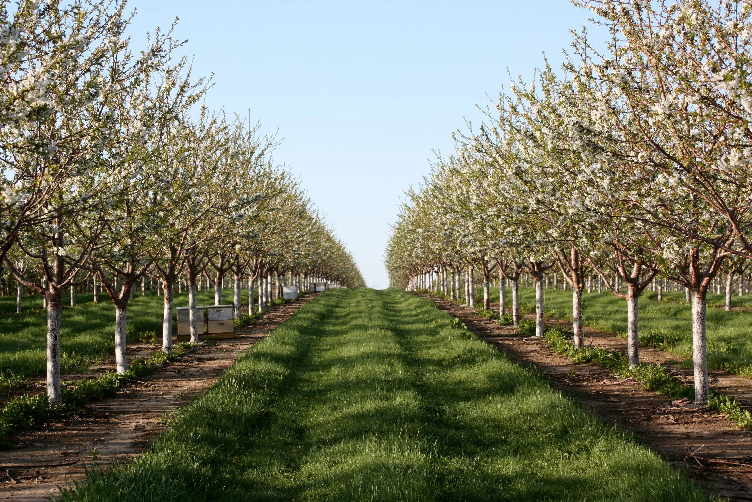 Sweet cherry orchard