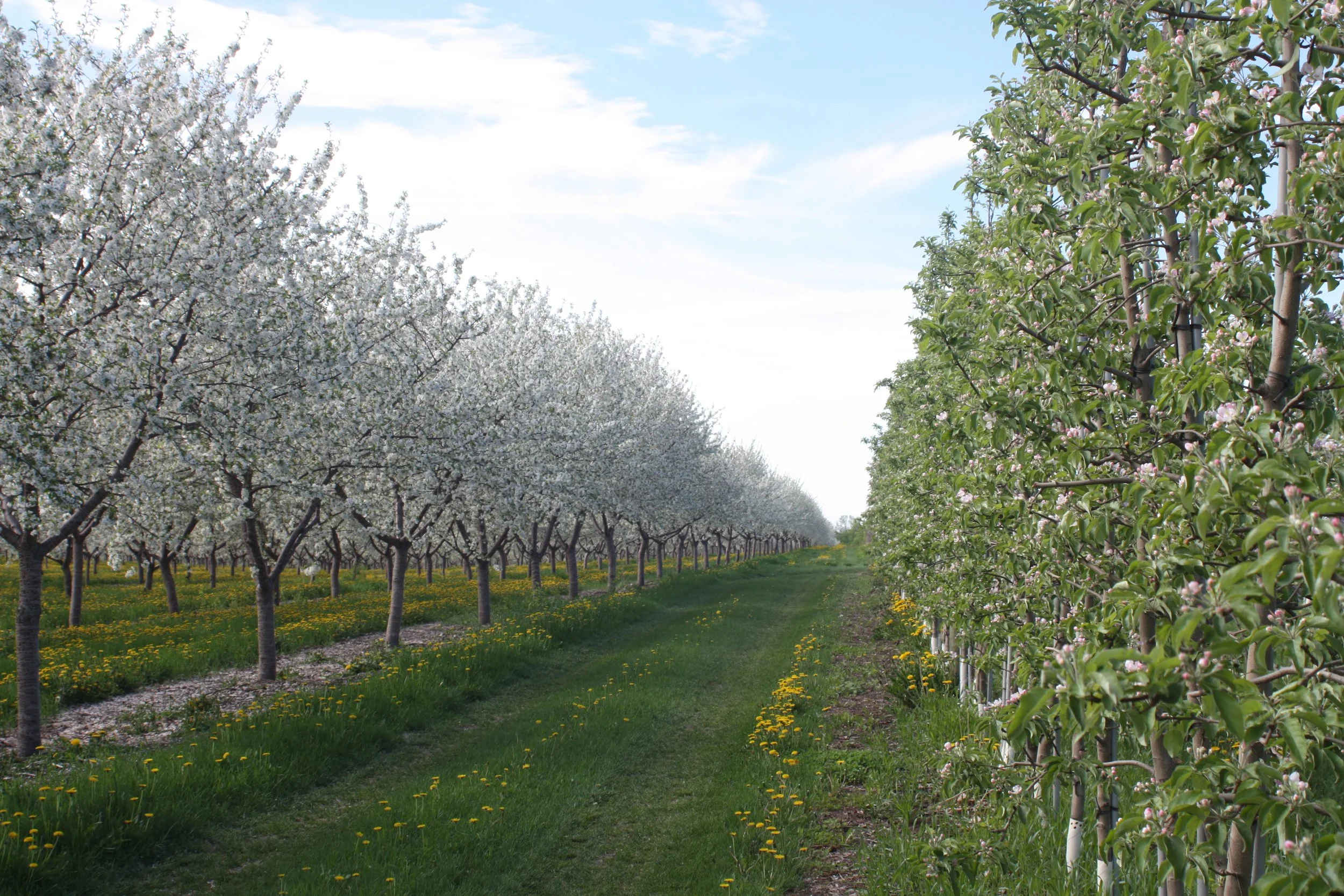 Tart cherries next to apples