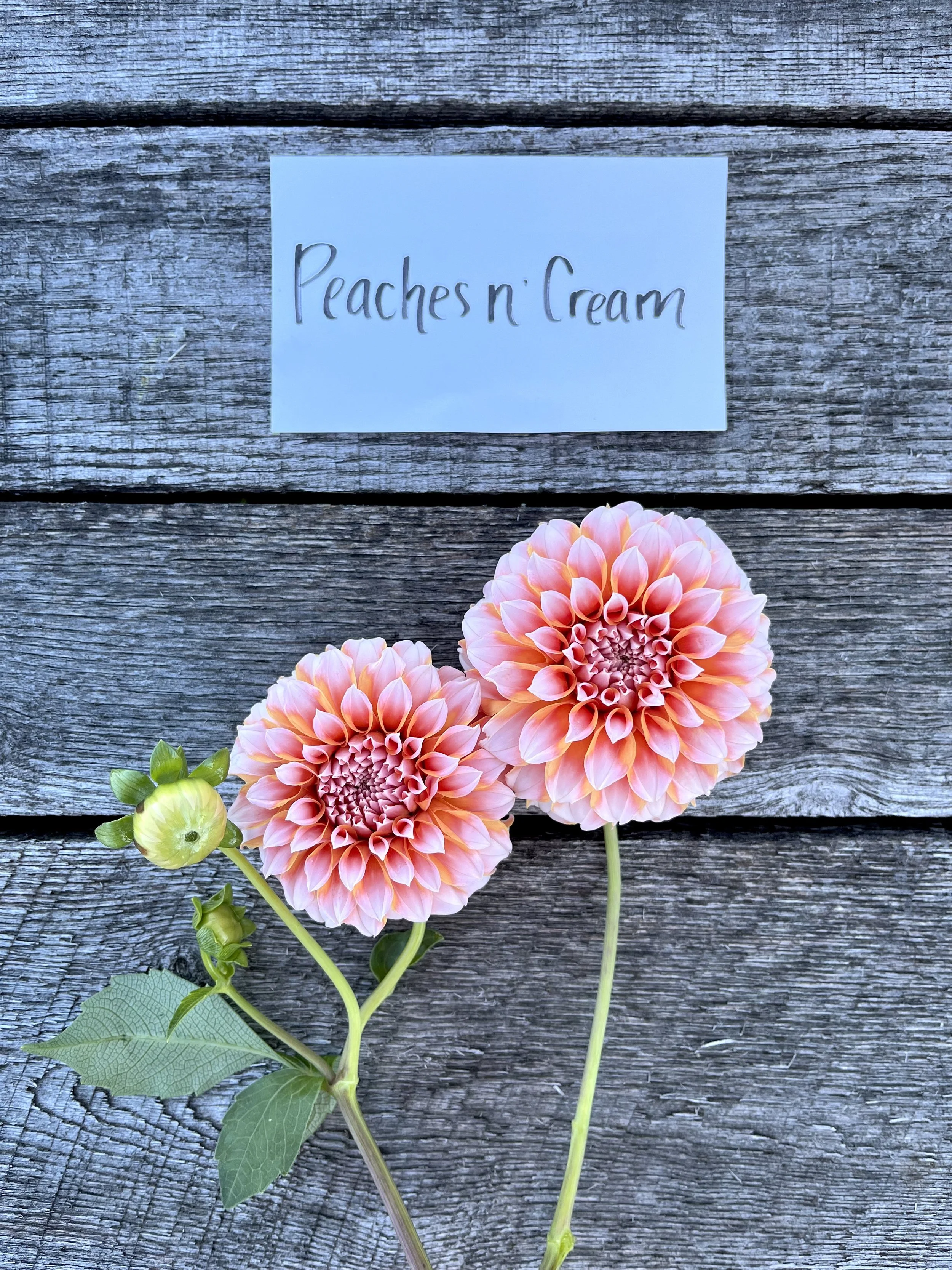 Defeated by Labyrinth