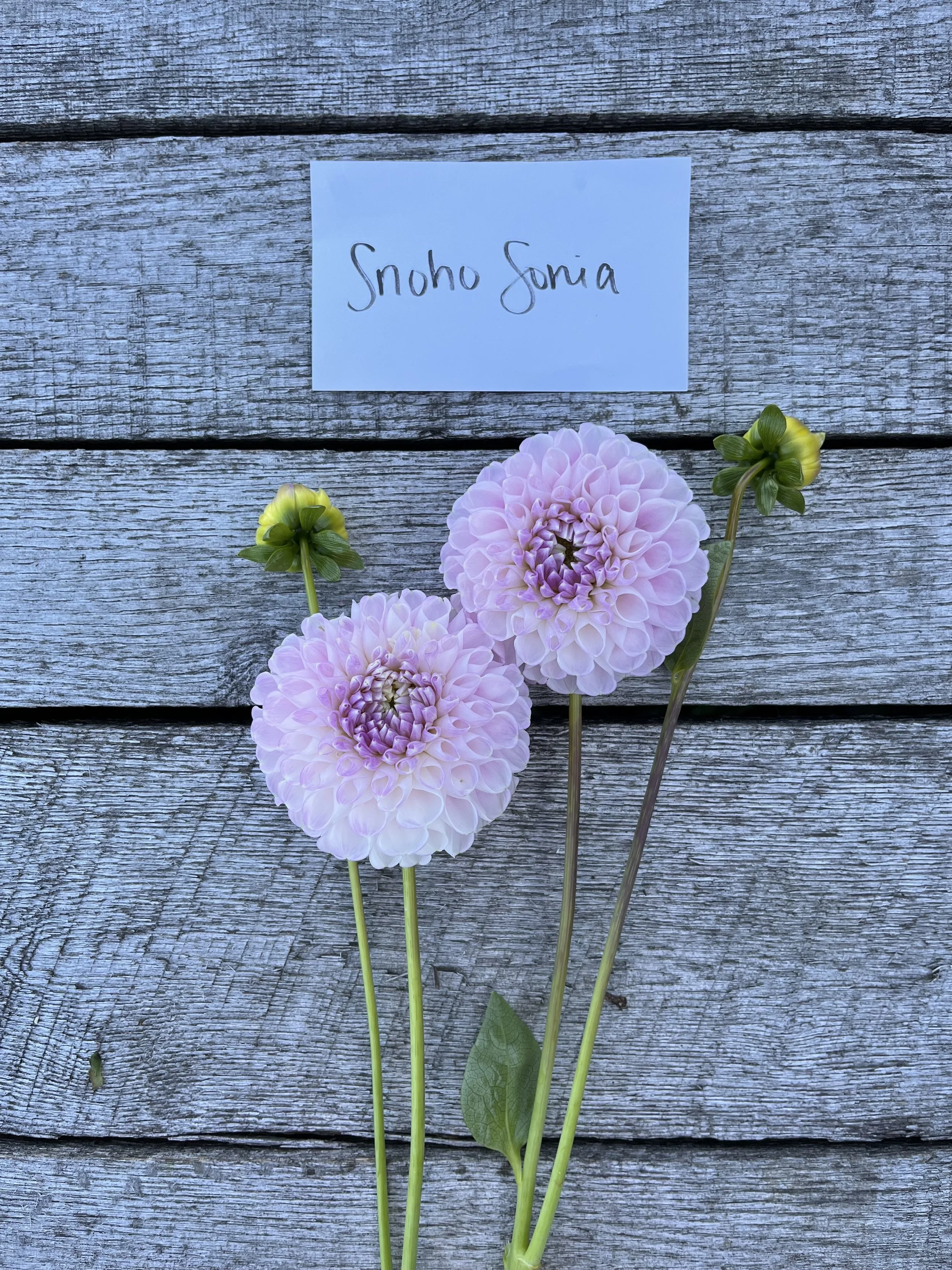 Defeated by Jowey Winnie