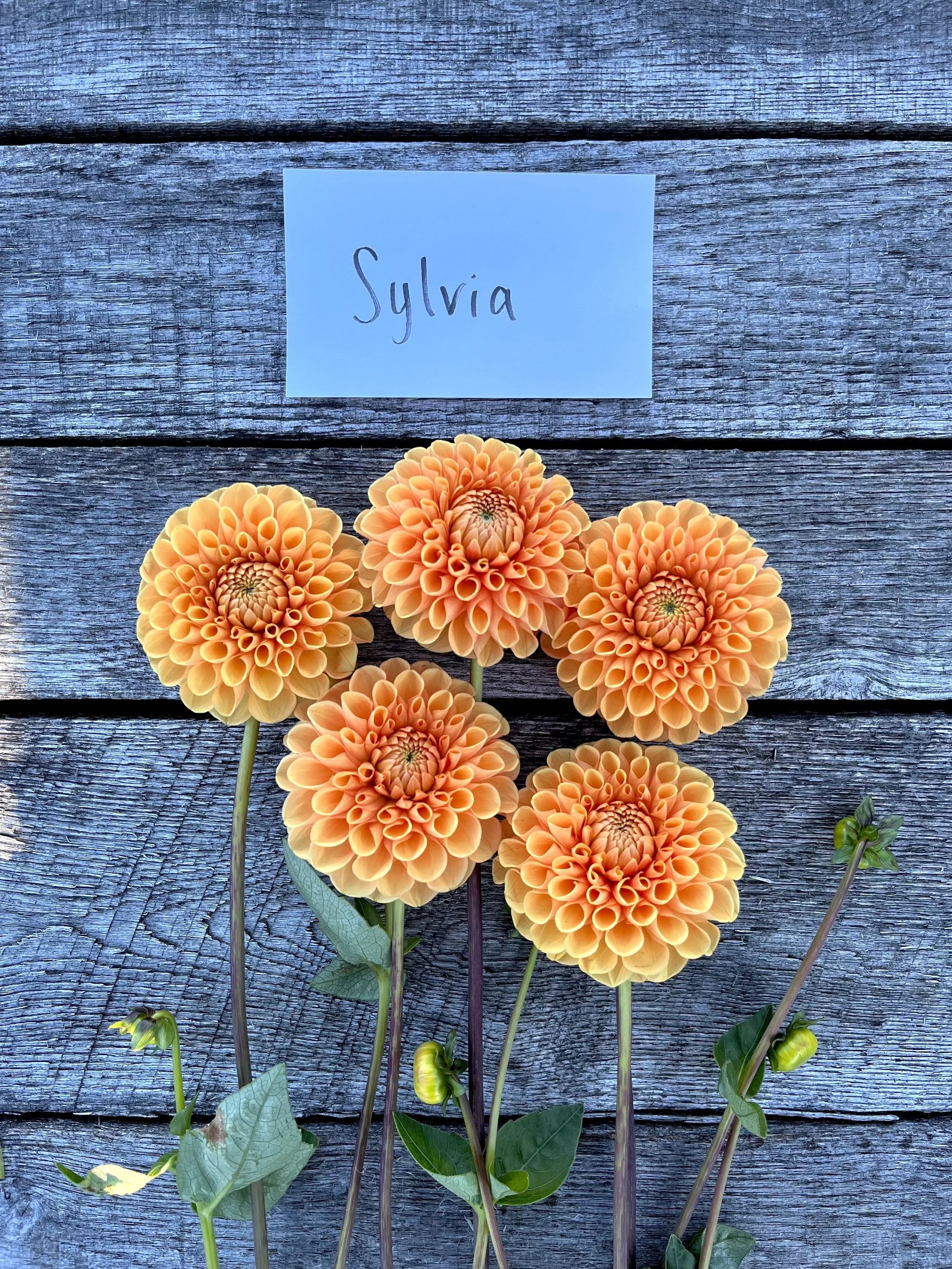 Defeated by Barefoot