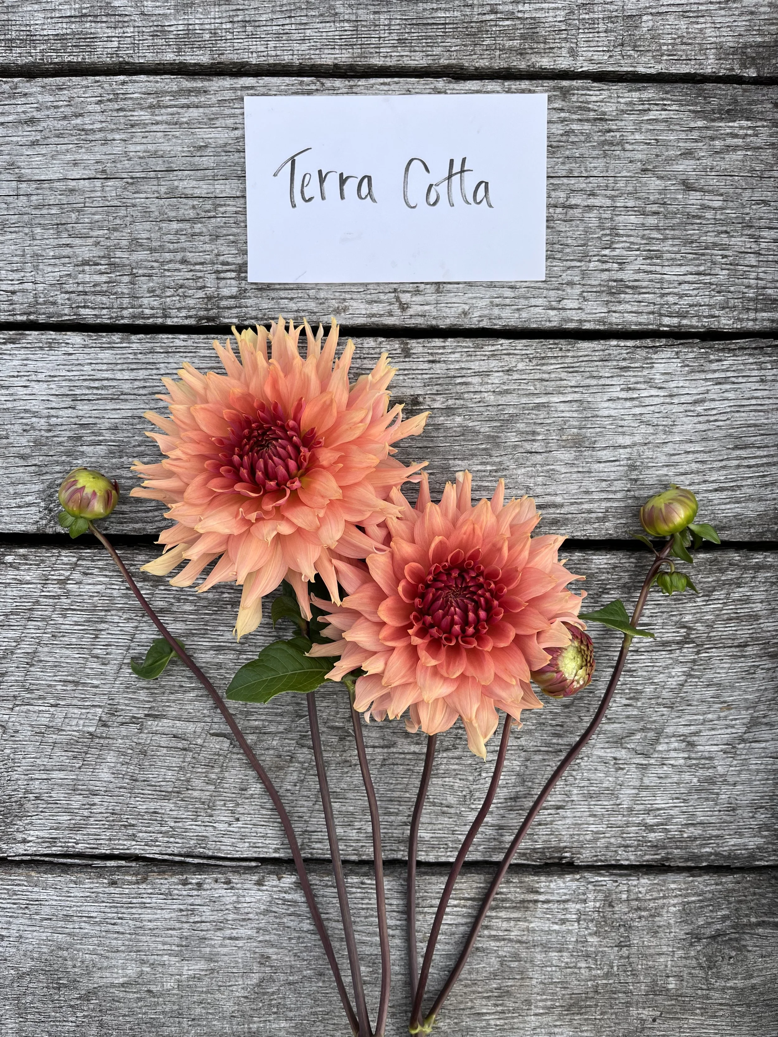 Defeated by Breakout