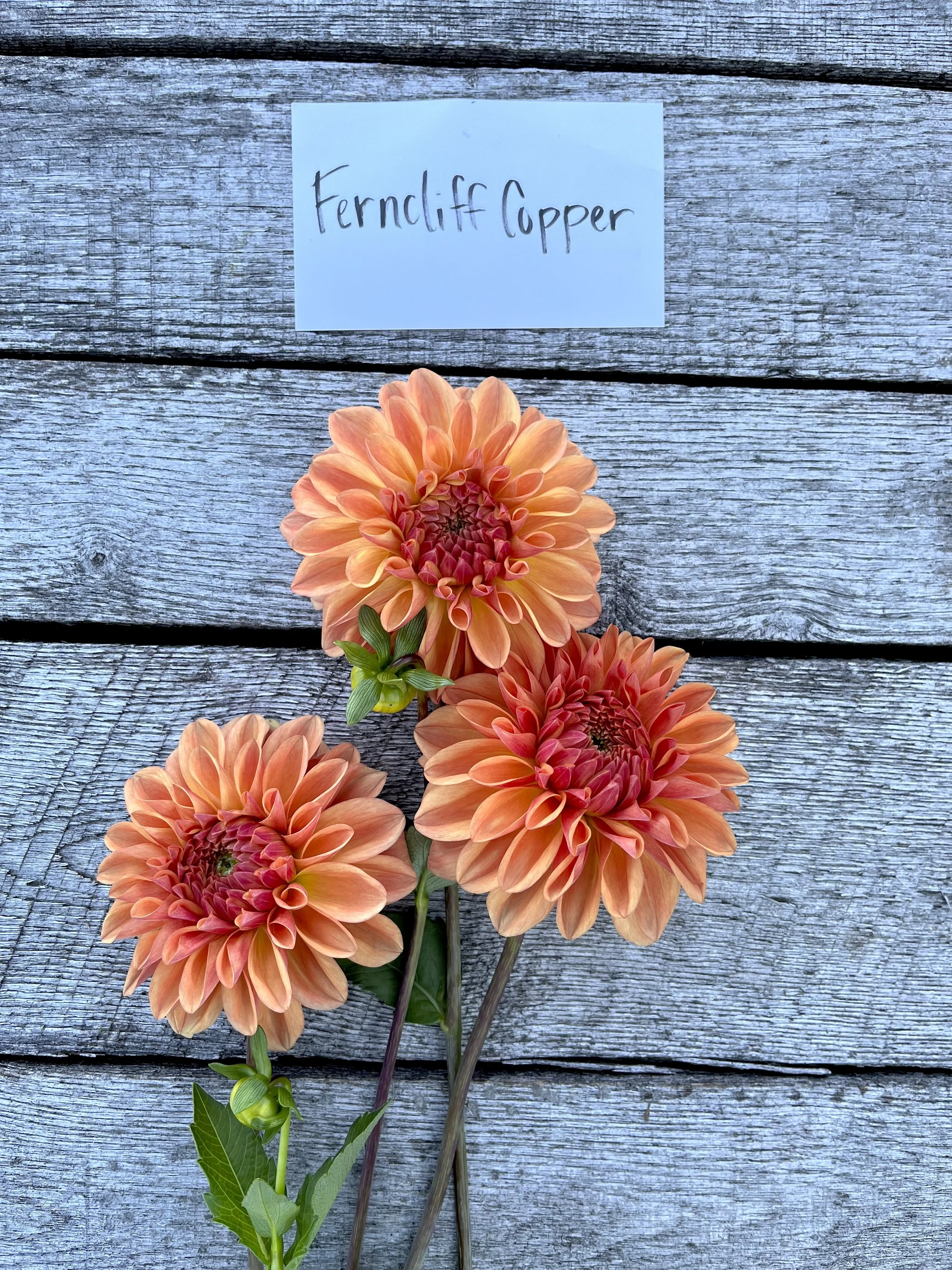 Defeated by Labyrinth