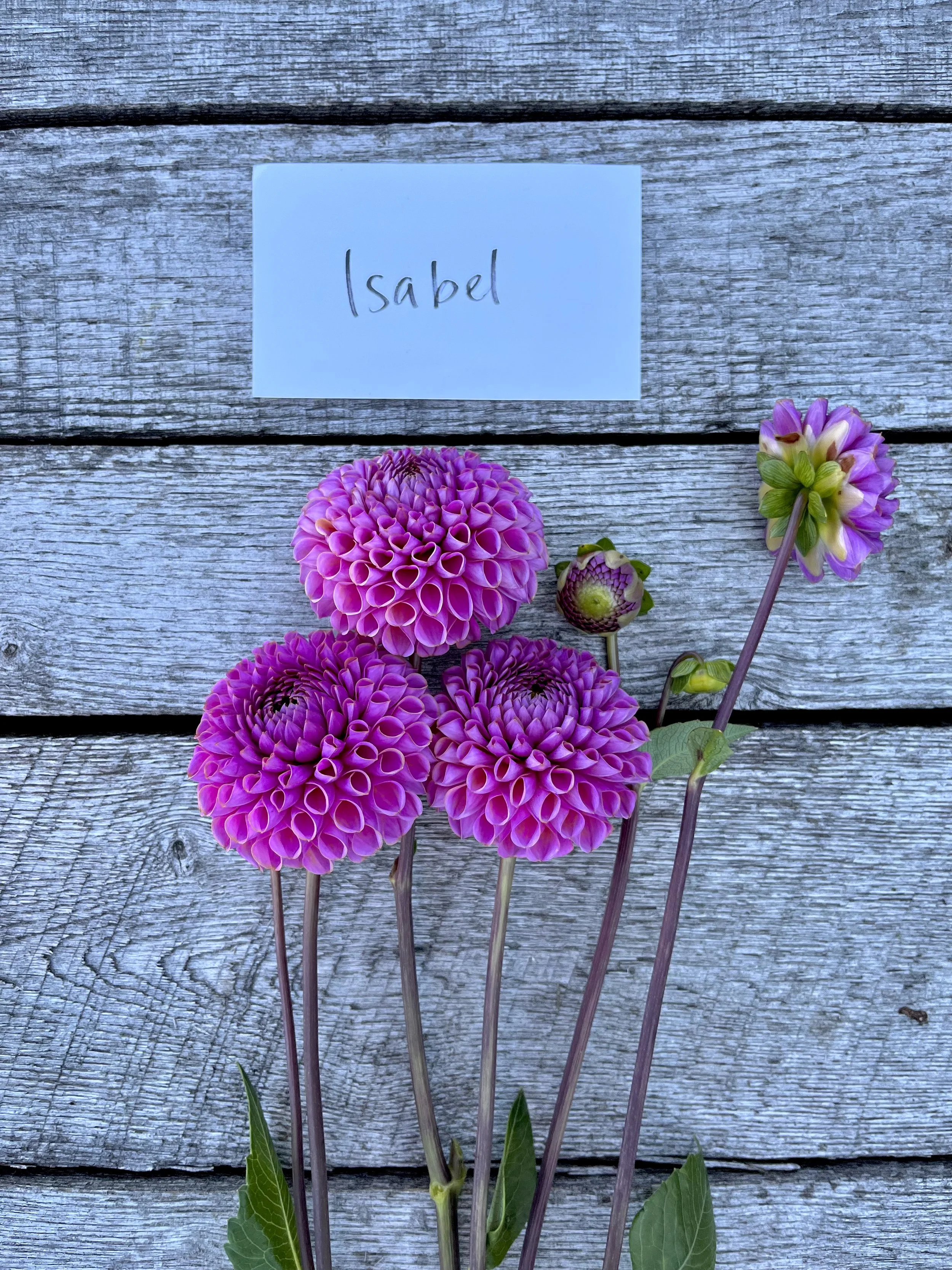 Defeated by Jowey Winnie