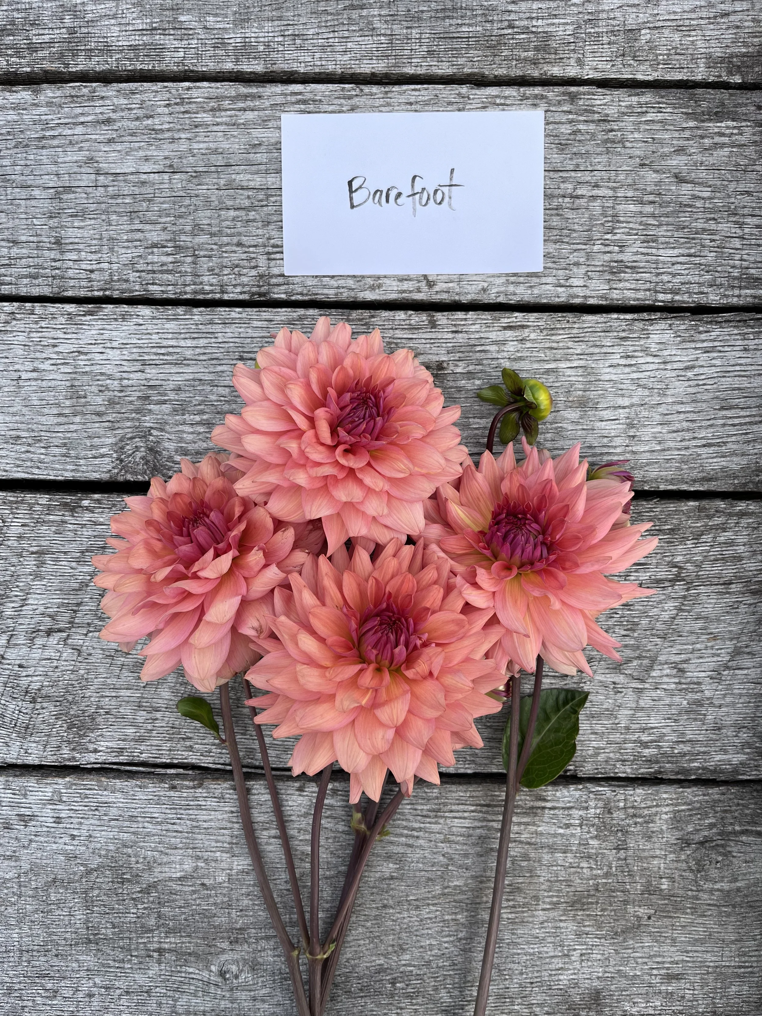 Defeated by Café Au Lait