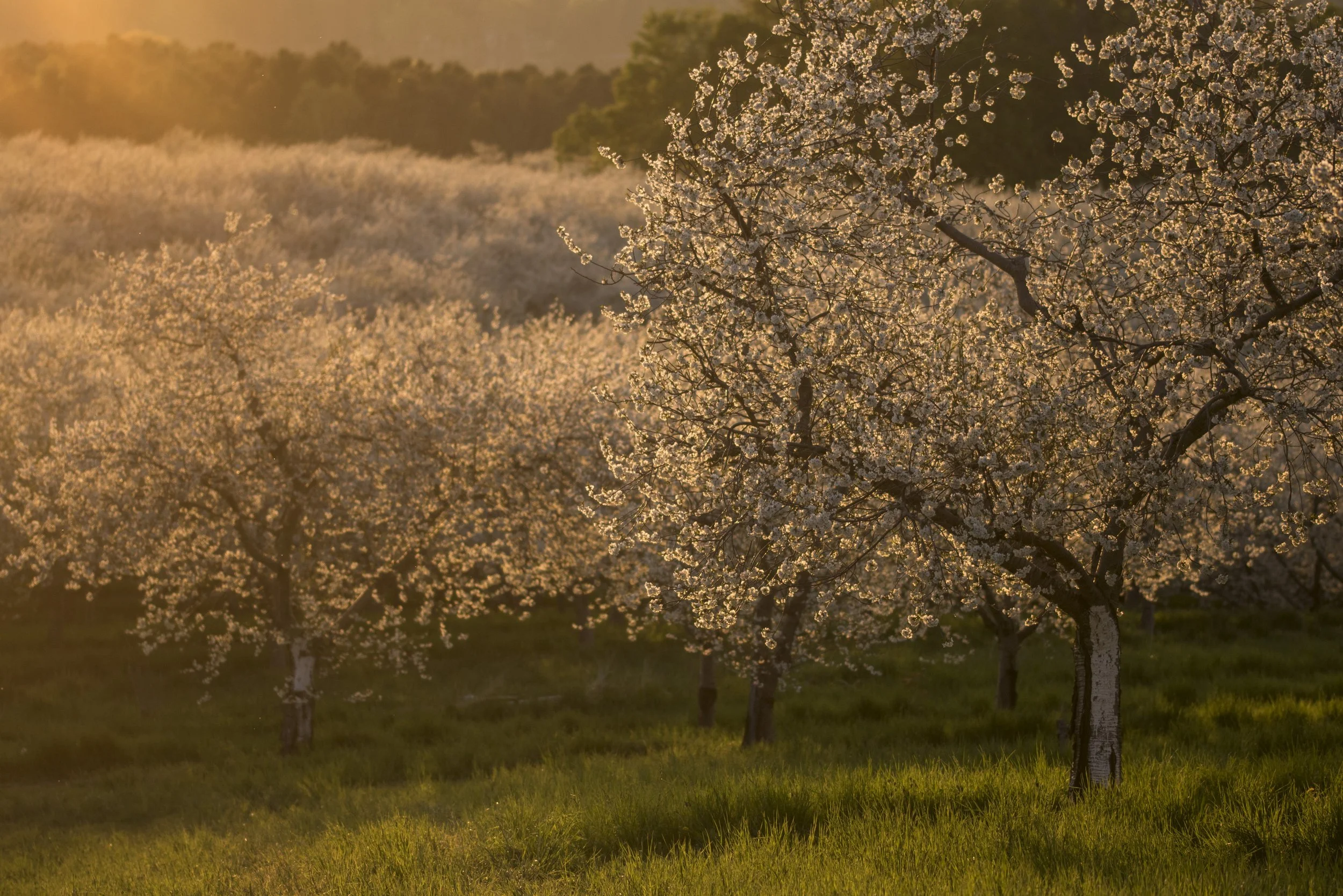 Tarts in the golden hour glow