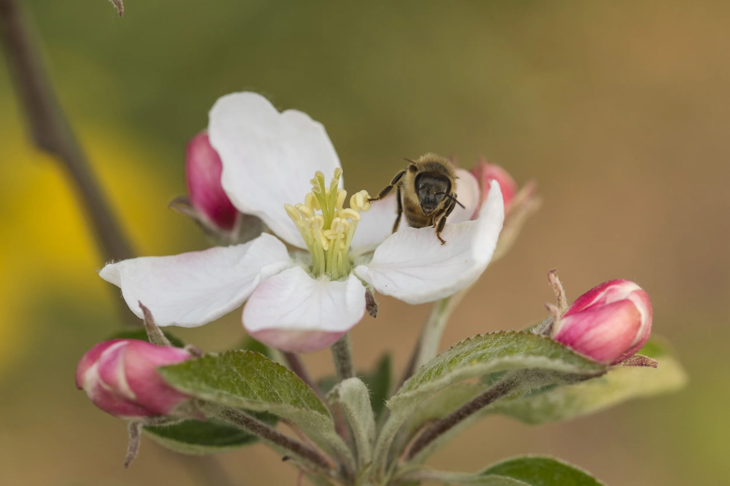 Bee on king apple bloom
