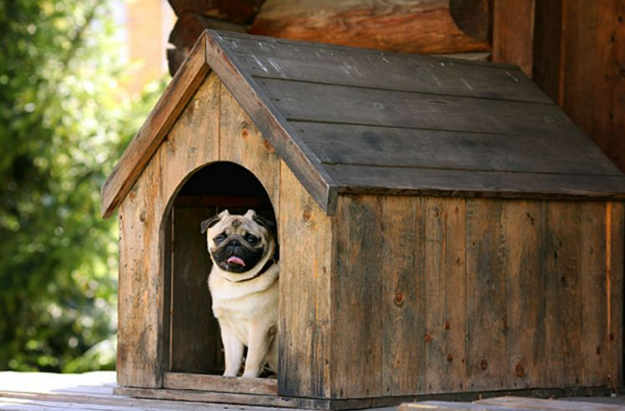 near me local dog boarding