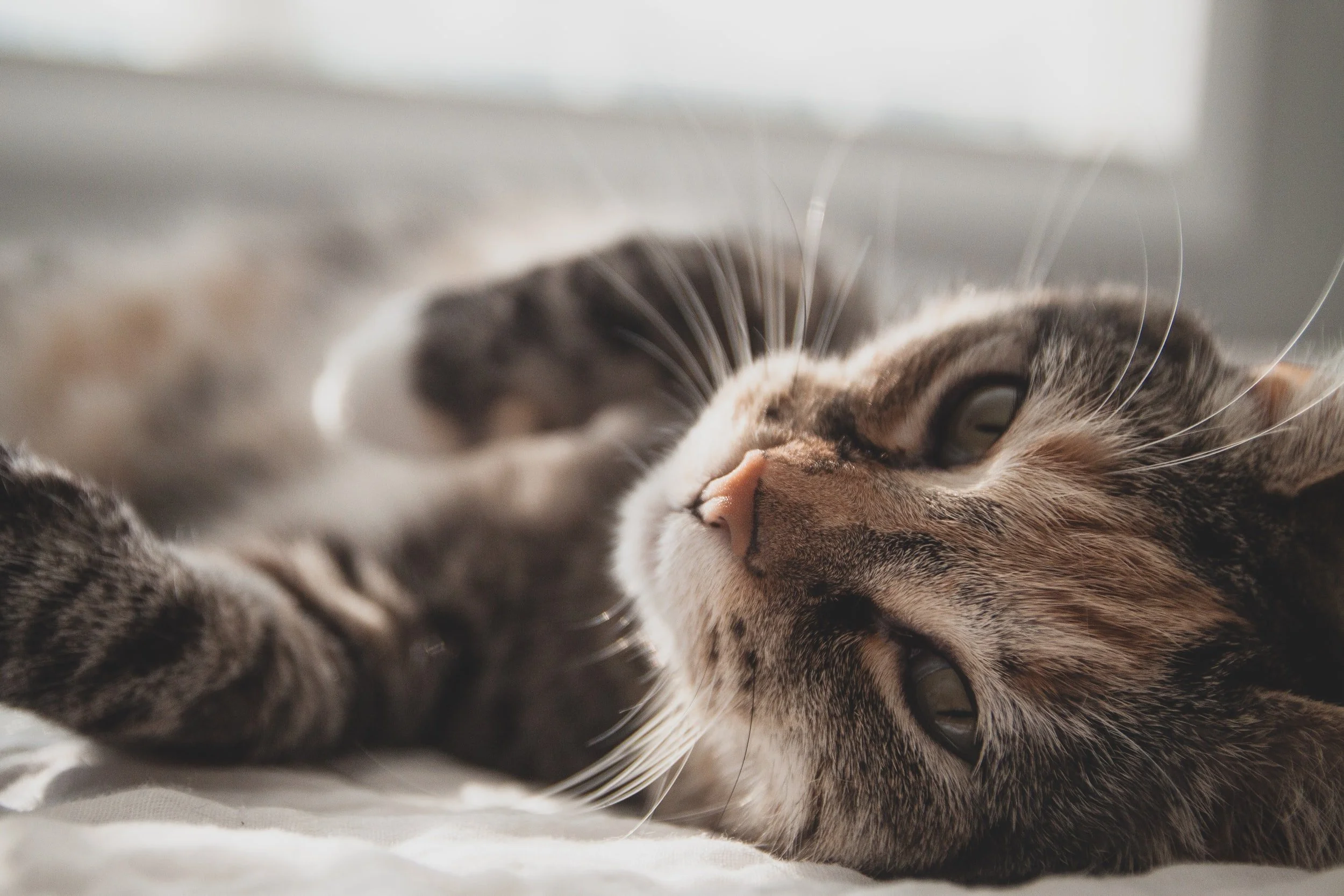 unsplash-image-gSSK4u8yPpM.jpg