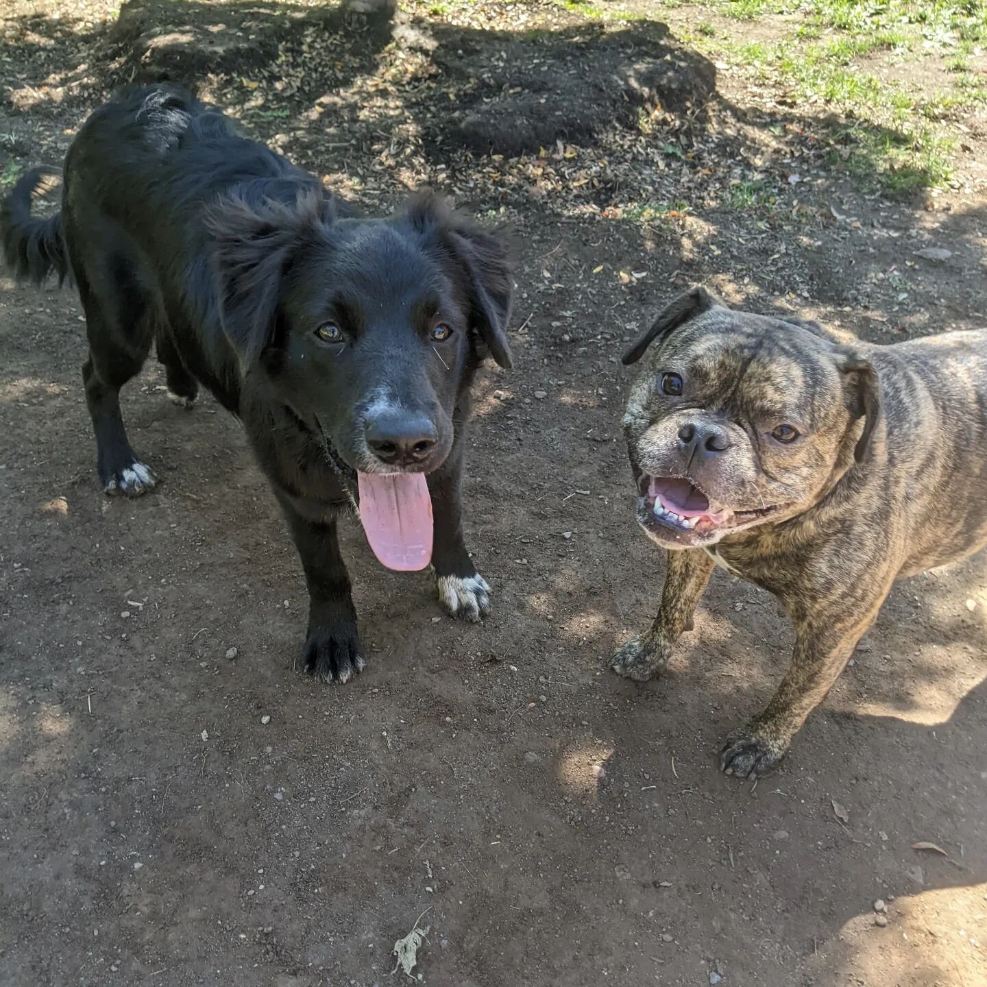 Our new friend Maisie is making many new friends a few of her new besties are Rocco and Hazel ❤️🐾🐕🙂