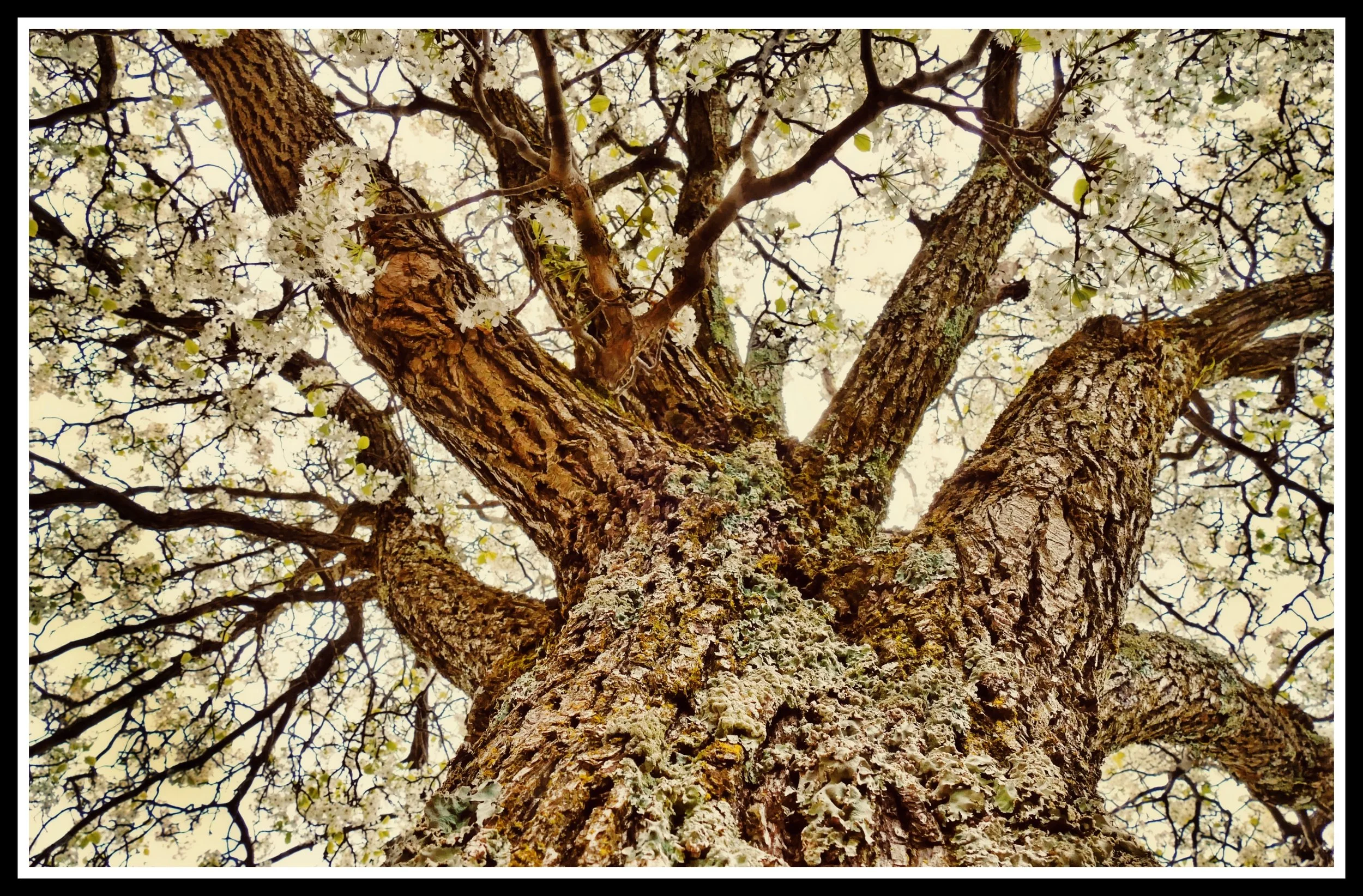 Tree Up Blooms.jpg