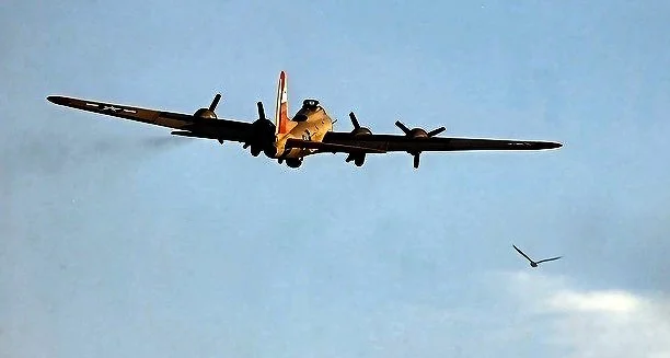 Nine Bird.jpg