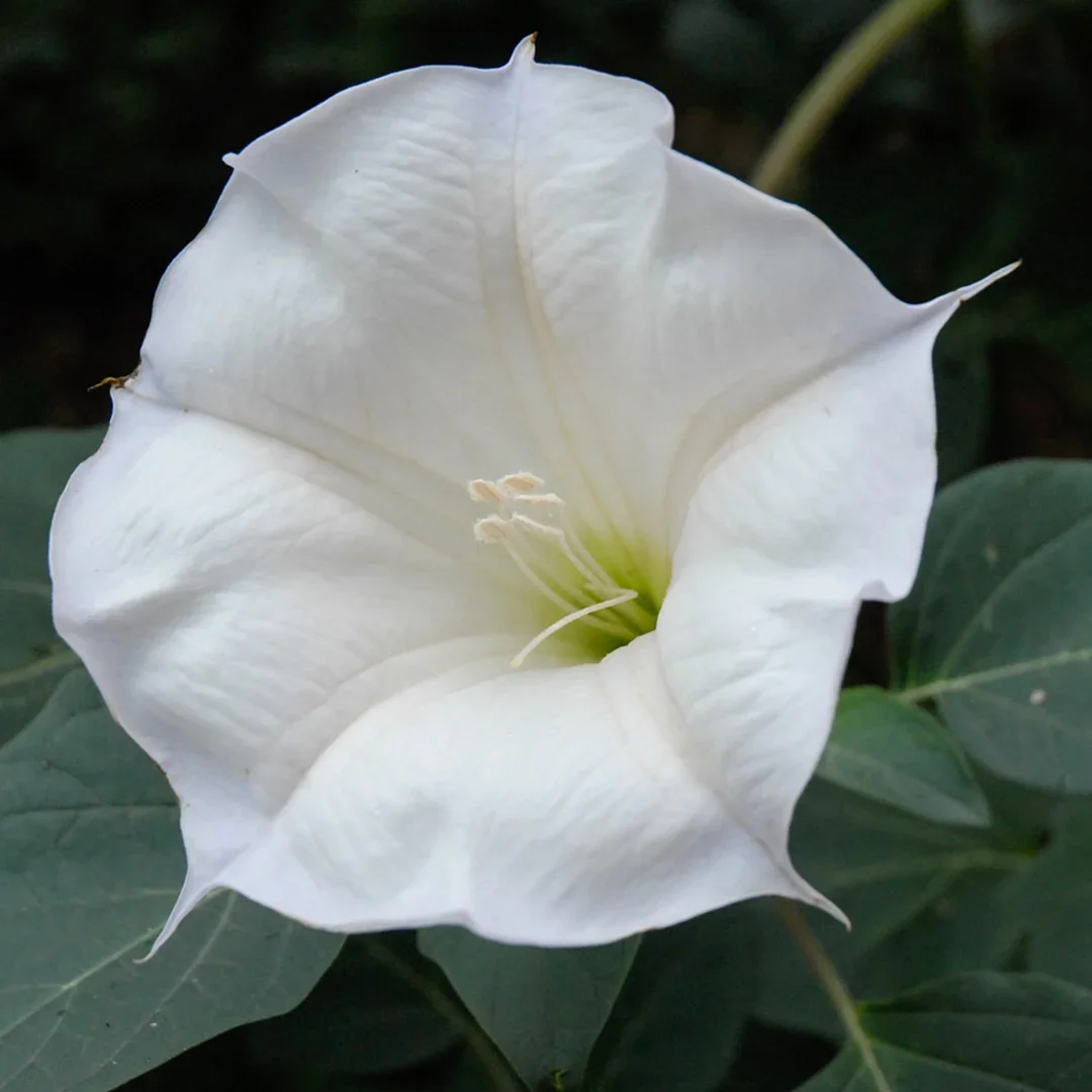 Datura-inoxia-(1).jpg.webp