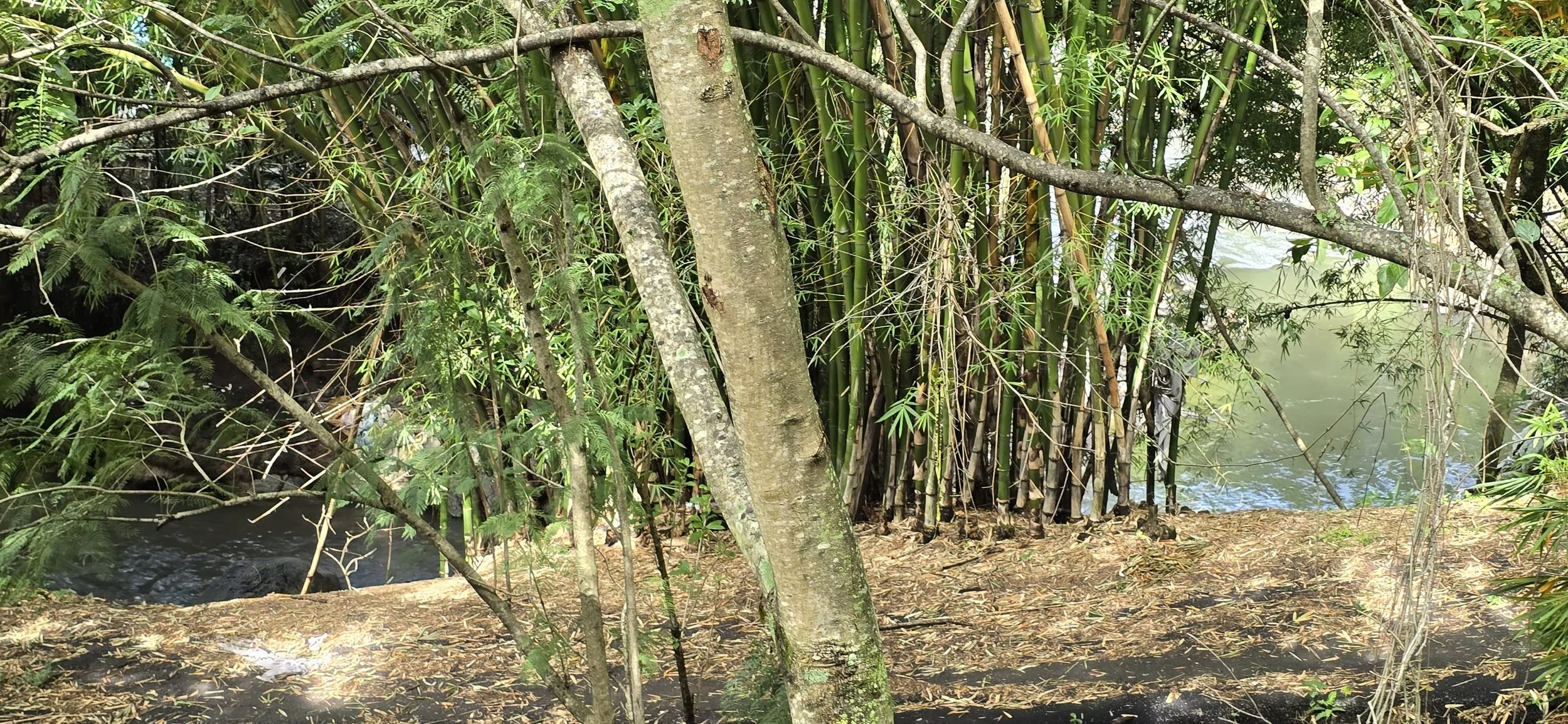 Jornada Día Mundial del Medio Ambiente