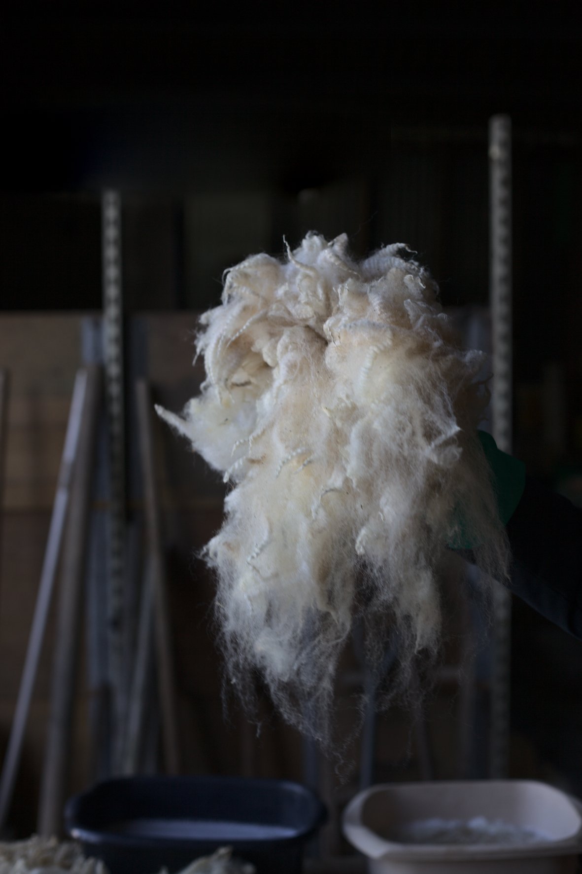 Photograph by Hatty Frances Bell of hand holding fleece at Lower Hampen Farm