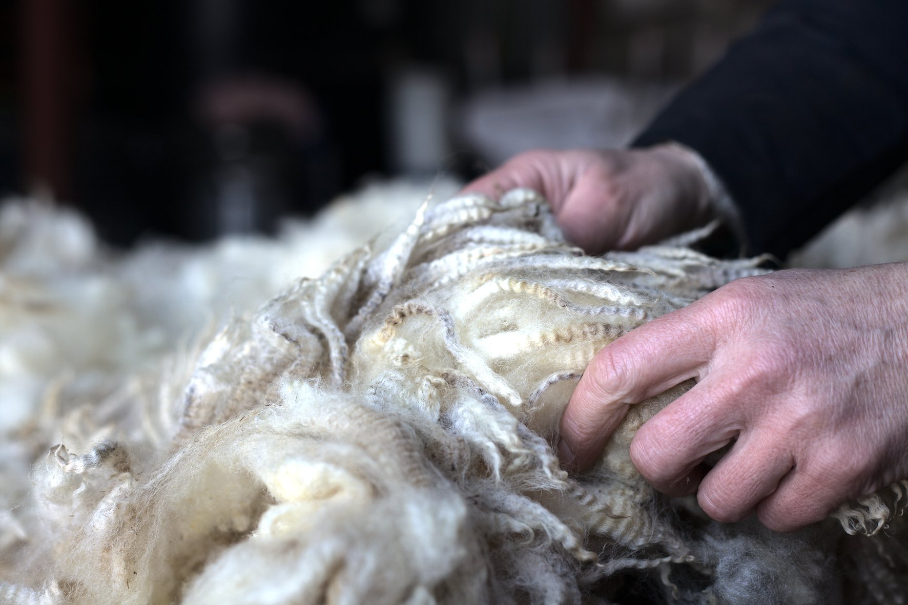 Photograph by Hatty Frances Bell of hands in wool at Lower Hampen Farm