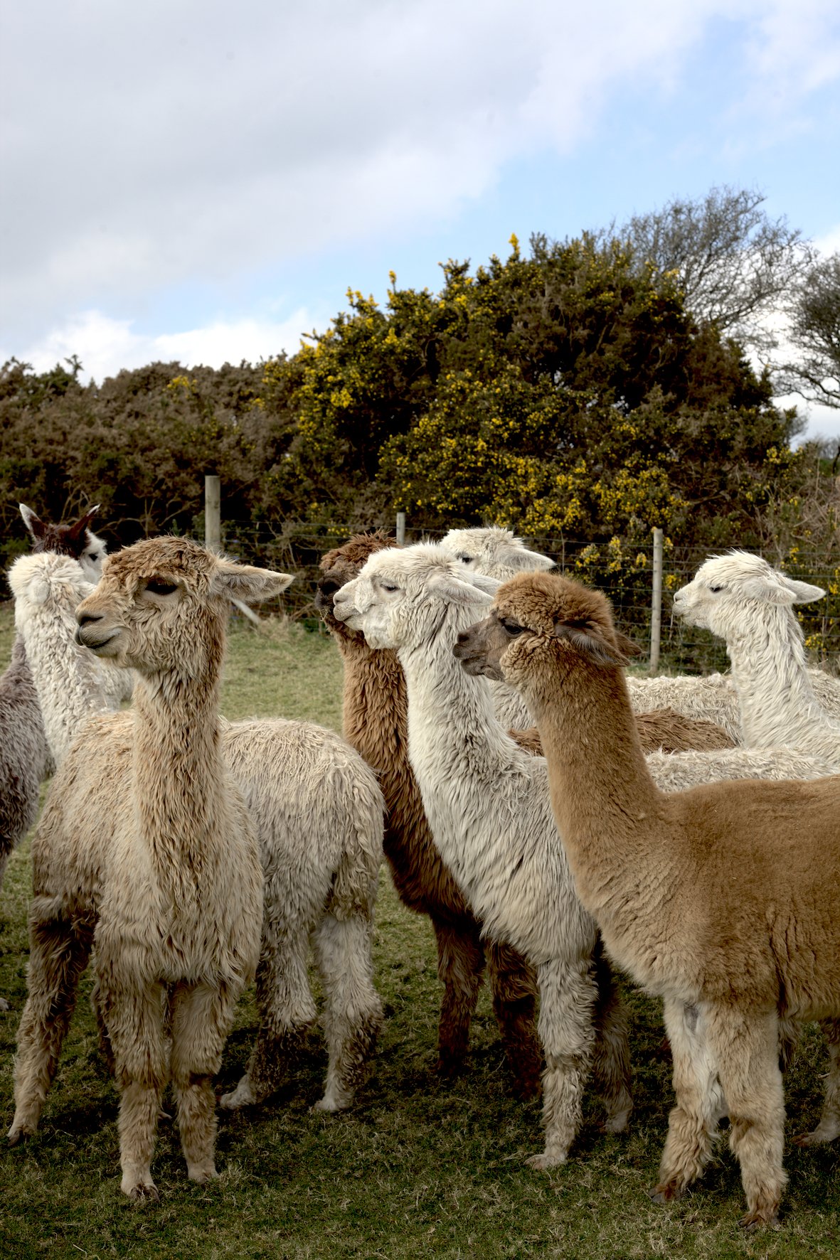 A photograph by Hatty Frances Bell of Lama's on the farm at Dark Sky taken for Fibreshed South West