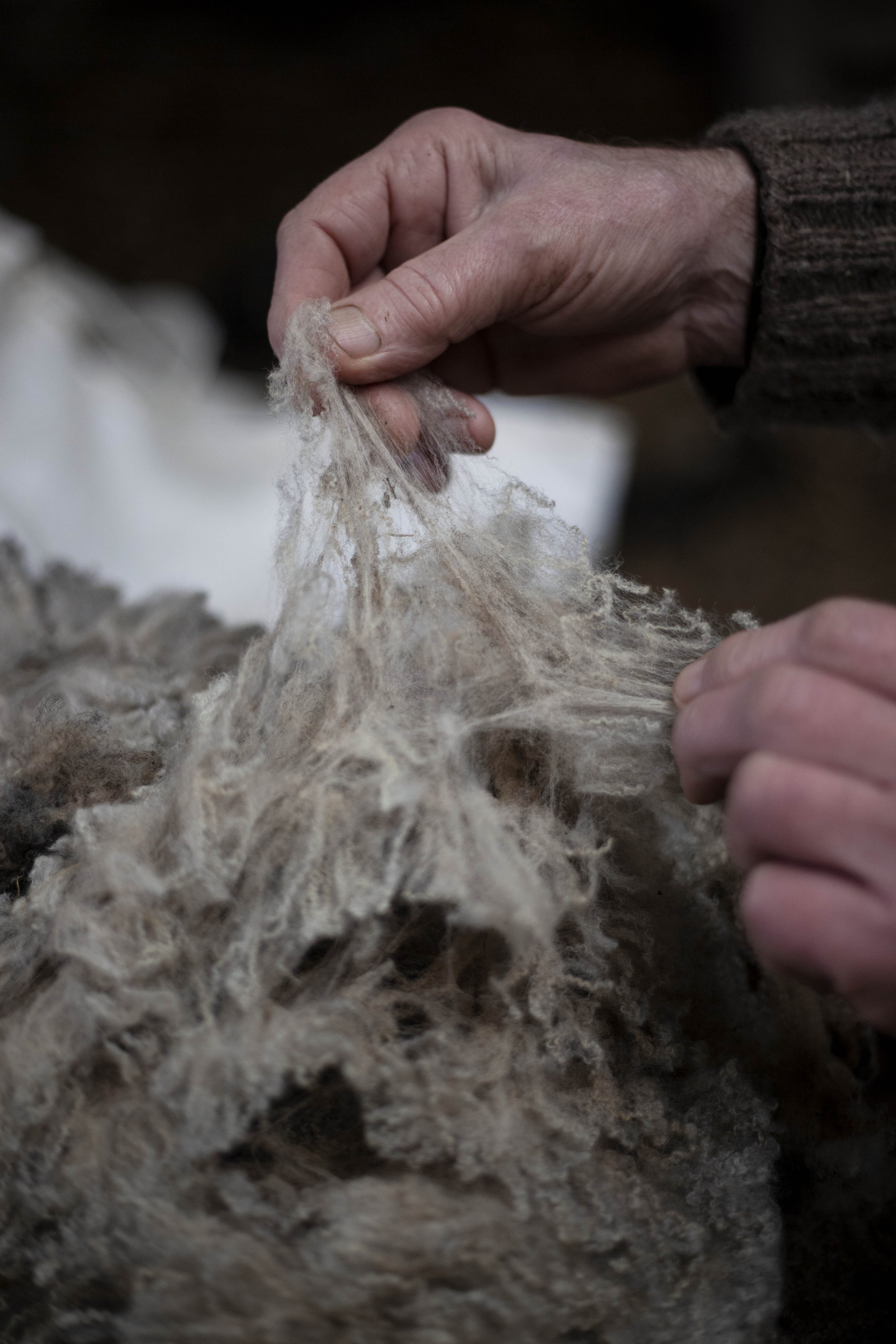 Photograph by Hatty Frances Bell of hands in fleece at Middle Campscott Farm 