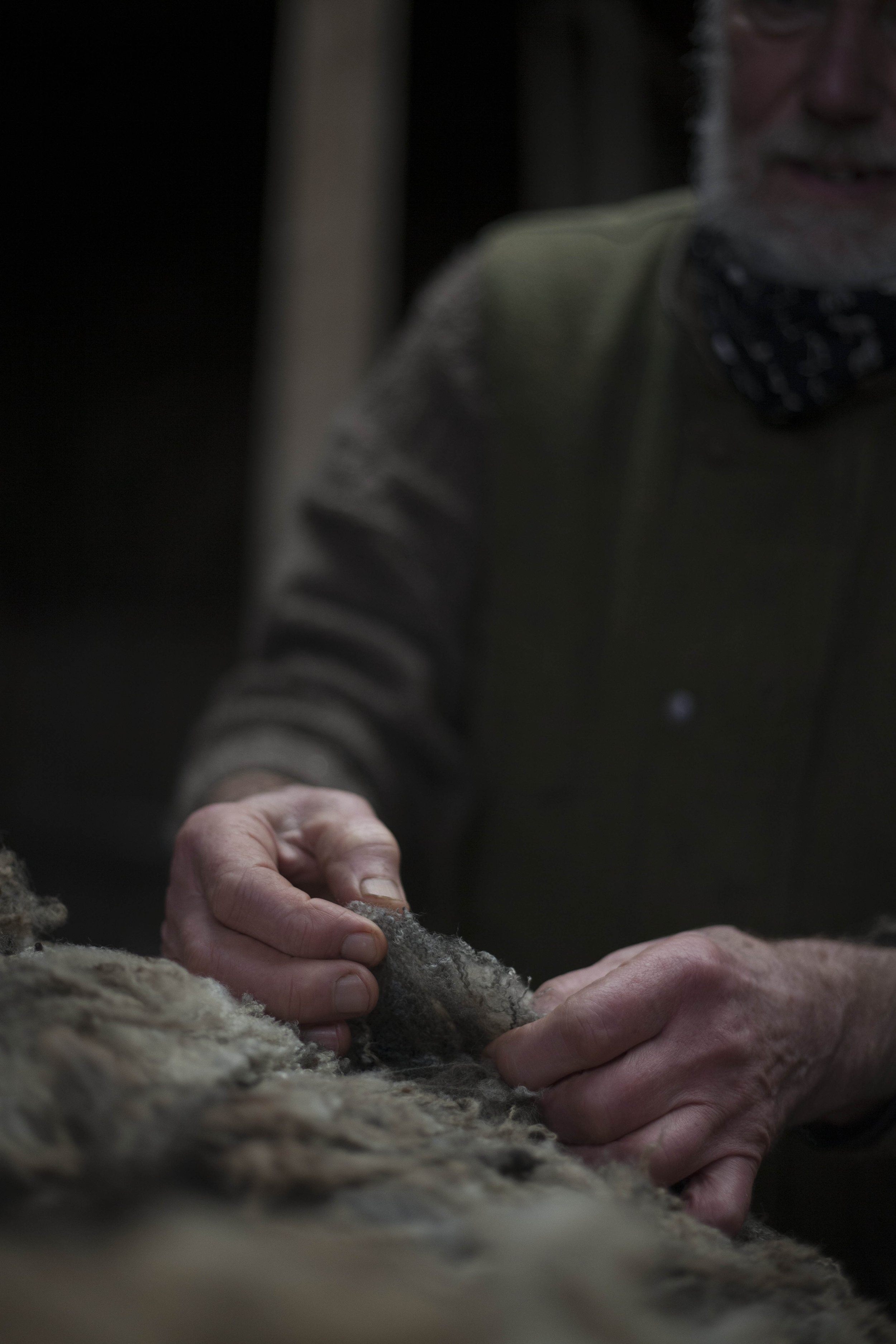 Photograph by Hatty Frances Bell of hands in fleece at Middle Campscott Farm for Fibreshed