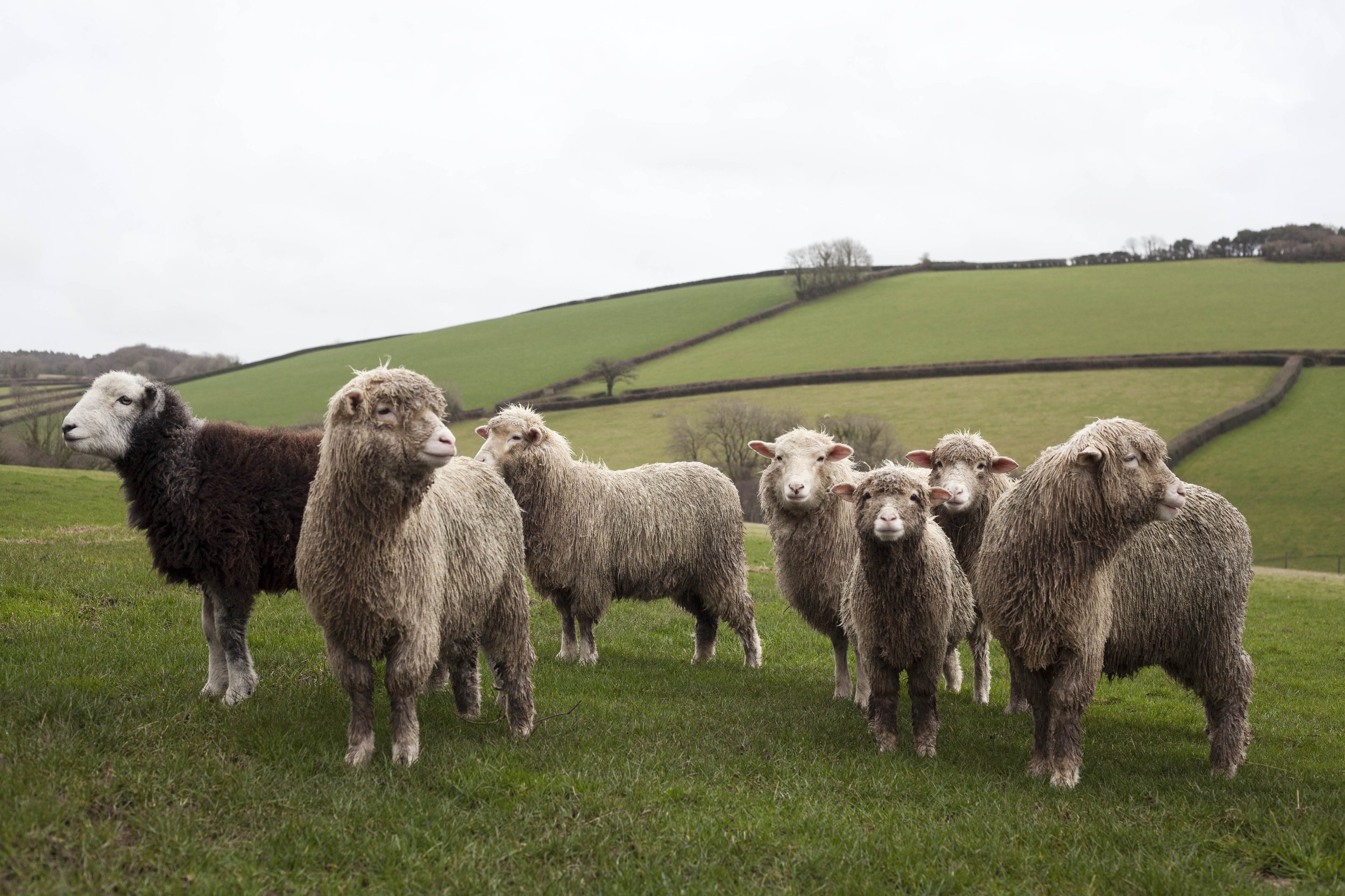 Landscape photograph by Hatty Frances Bell of sheep standing on a hill at Rushlade Farm taken for Fibreshed South West