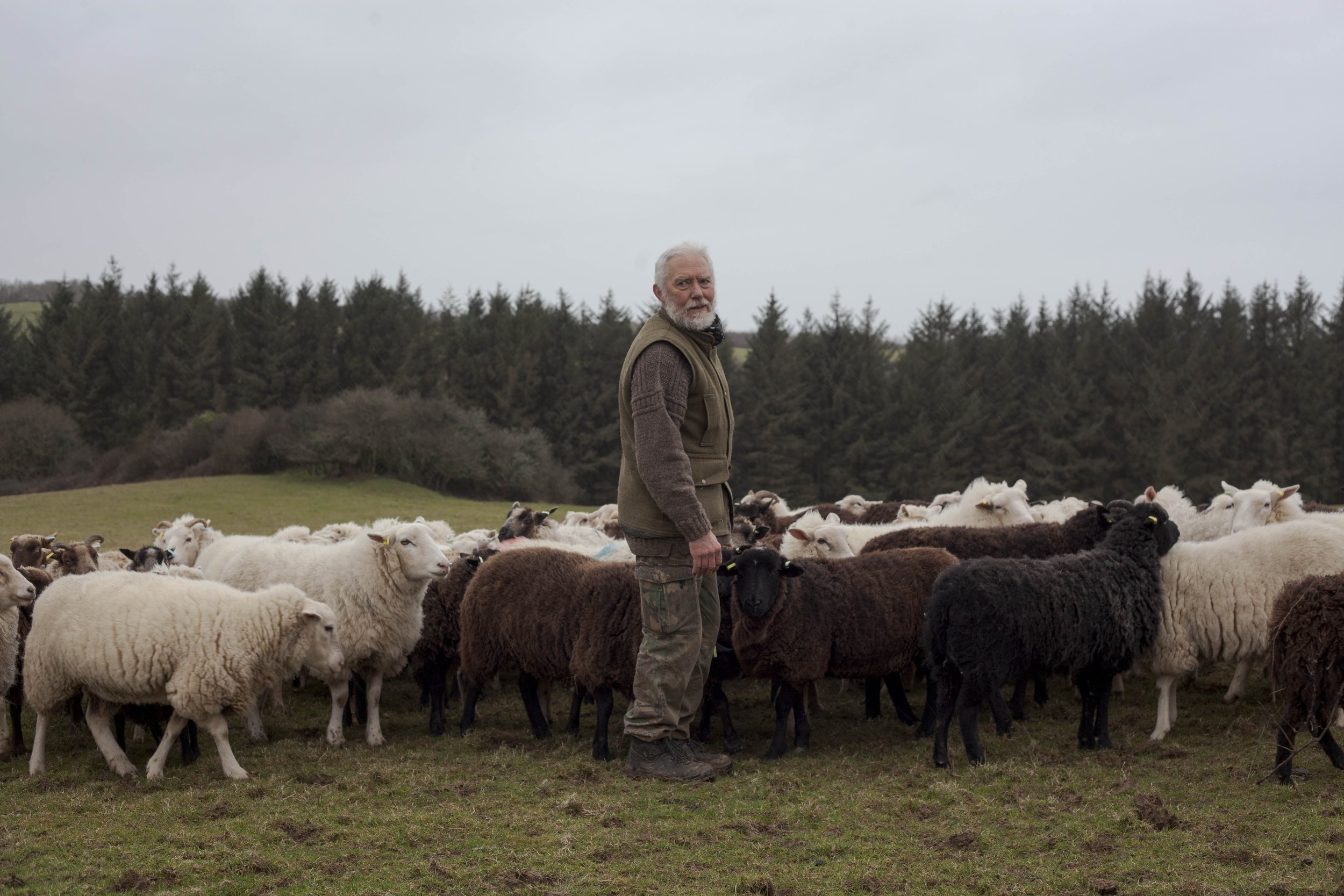 Landscape photograph by Hatty Frances Bell of Lawrence standing in a field surrounded by his flock of sheep at Middle Campscott Farm
