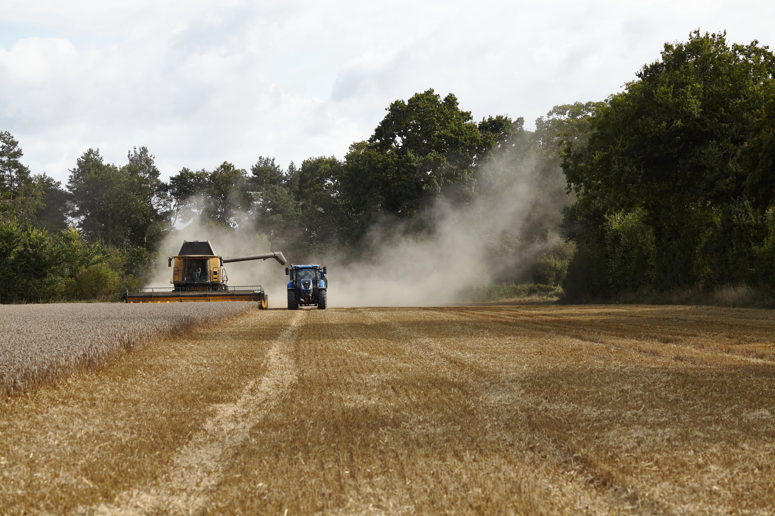 Photography by Hatty Frances Bell of combine harvester ploughing field of wheat in Norfolk