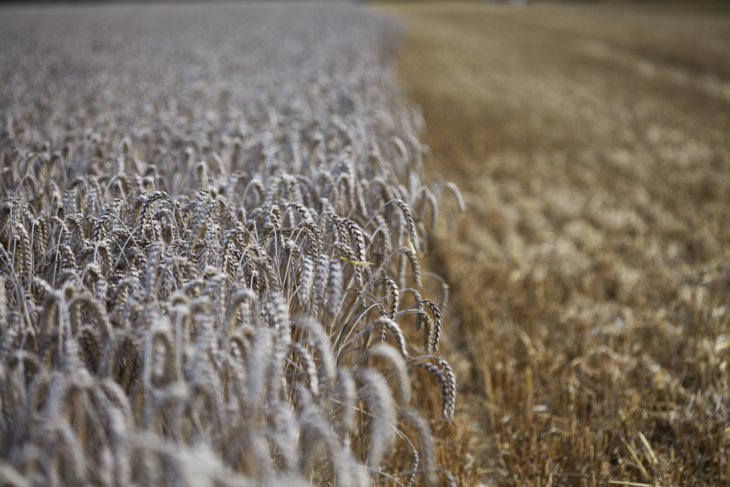 Photograph by Hatty Frances Bell of wheat growing in a field in Norfolk