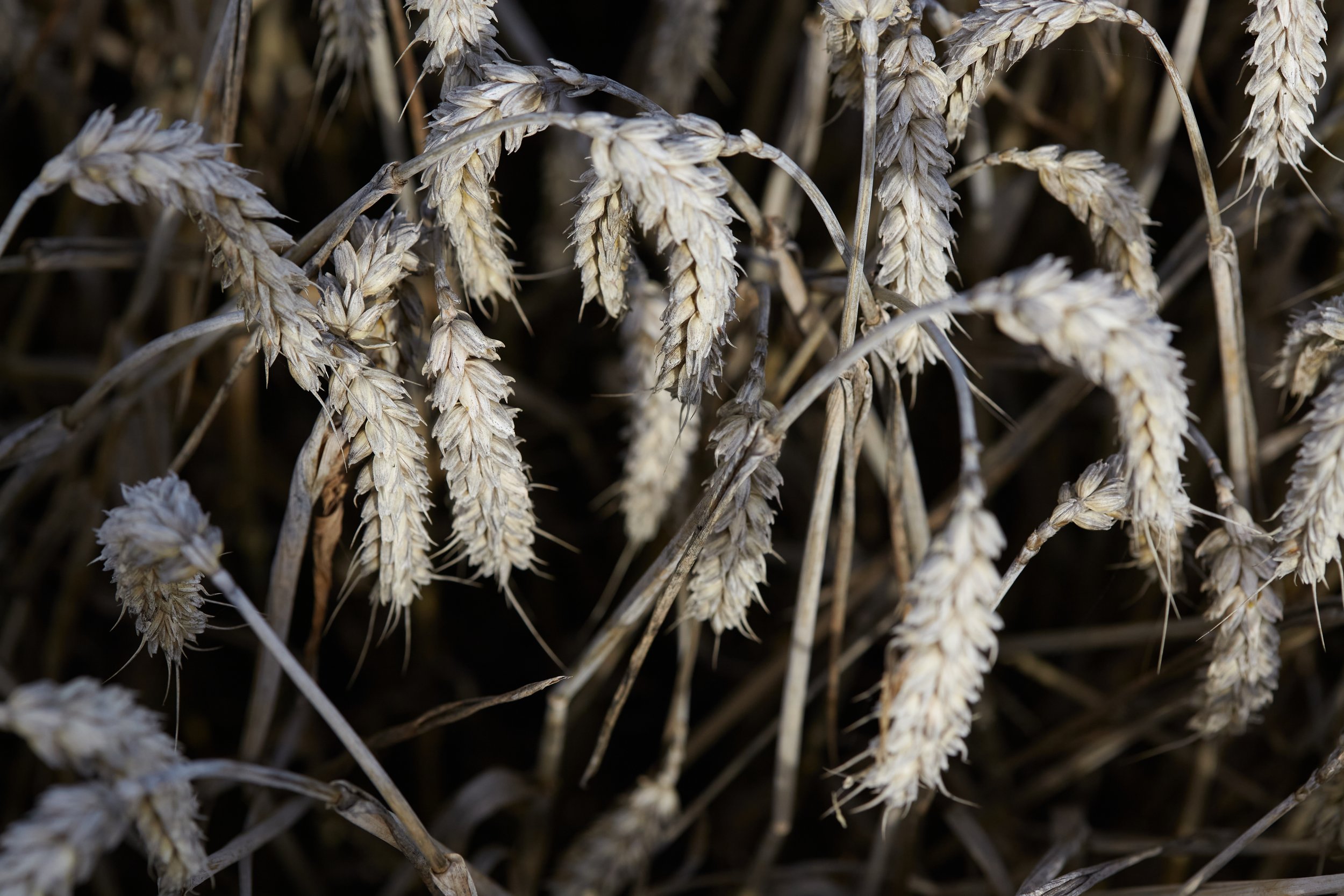 Still life photograph by Hatty Frances Bell of wheat growing in the field in Norfolk