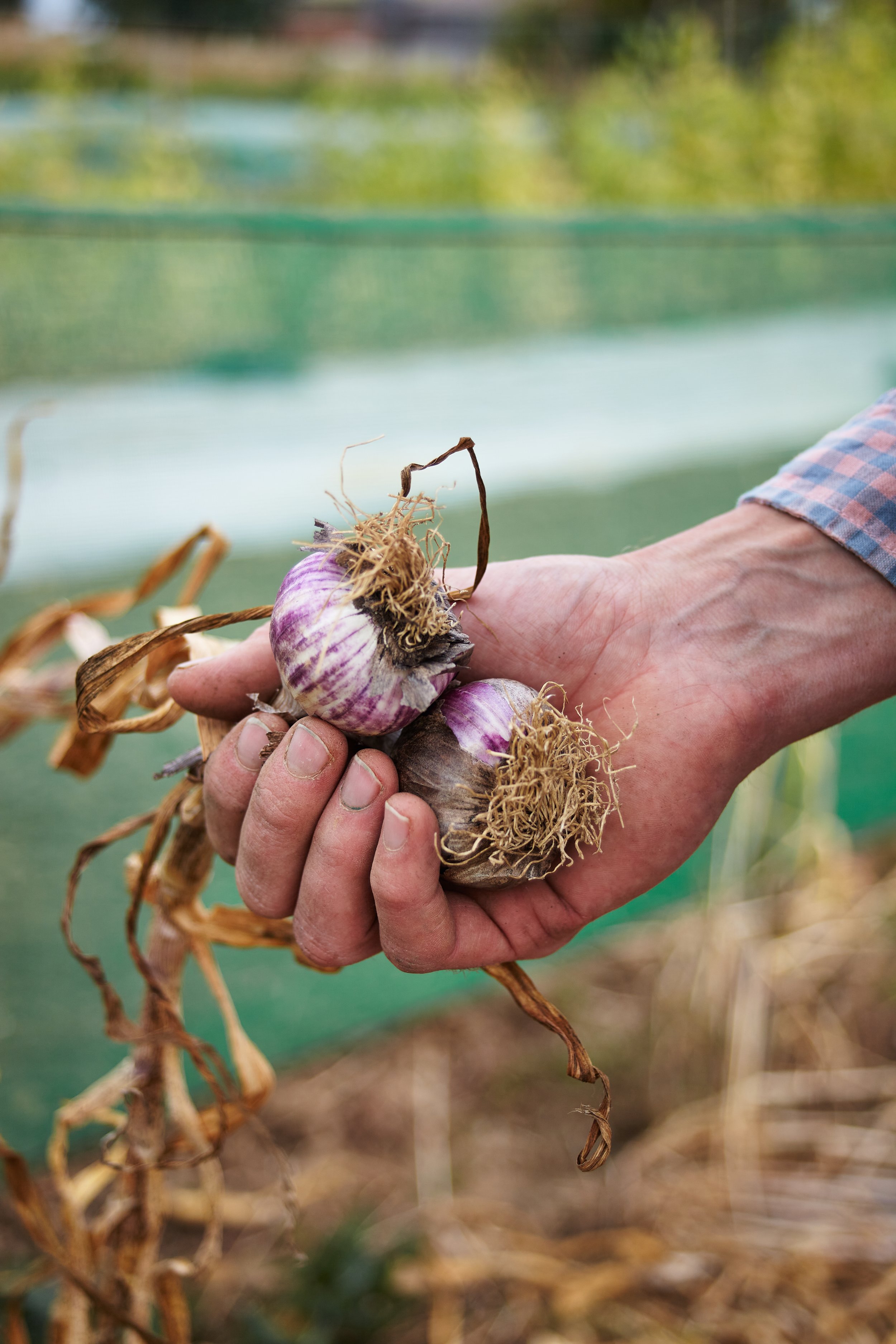 Photograph of hand holding garlic bulbs harvested at Salle Moor Market Garden