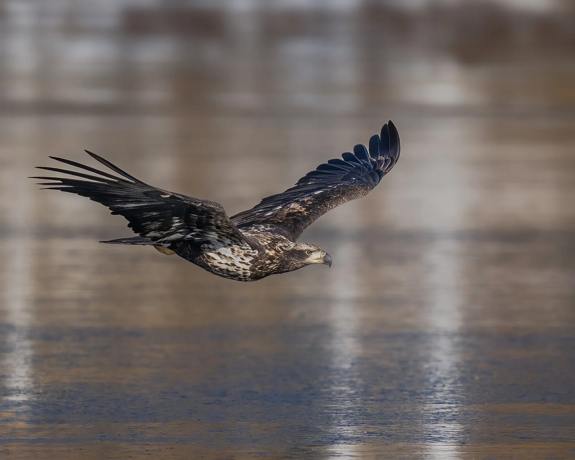 Bald Eagle, Immature - Minnesota