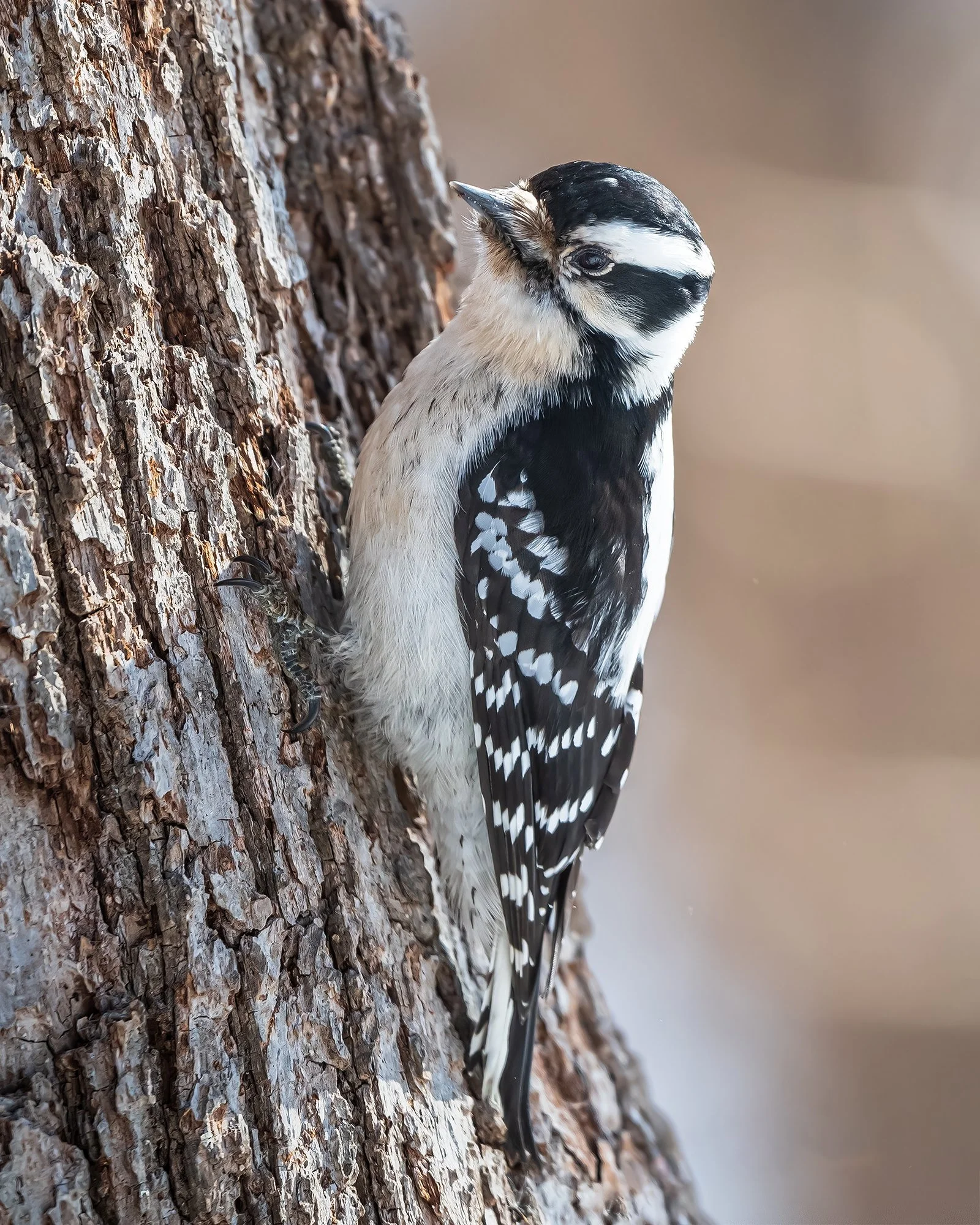 Downy Woodpecker - Minnesota