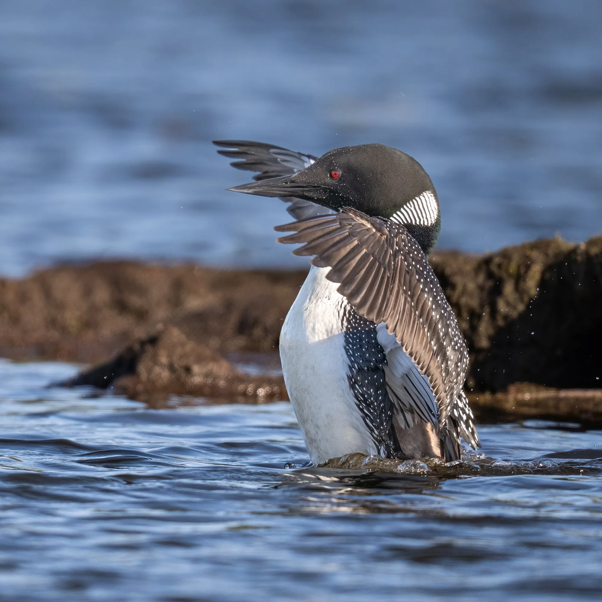 Common Loon - Minnesota