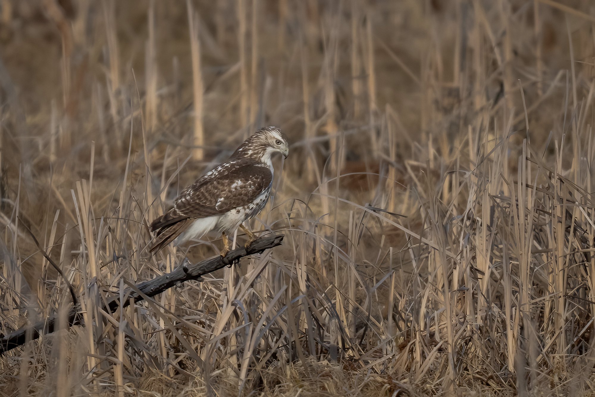 Red-tailed Hawk - Minnesota