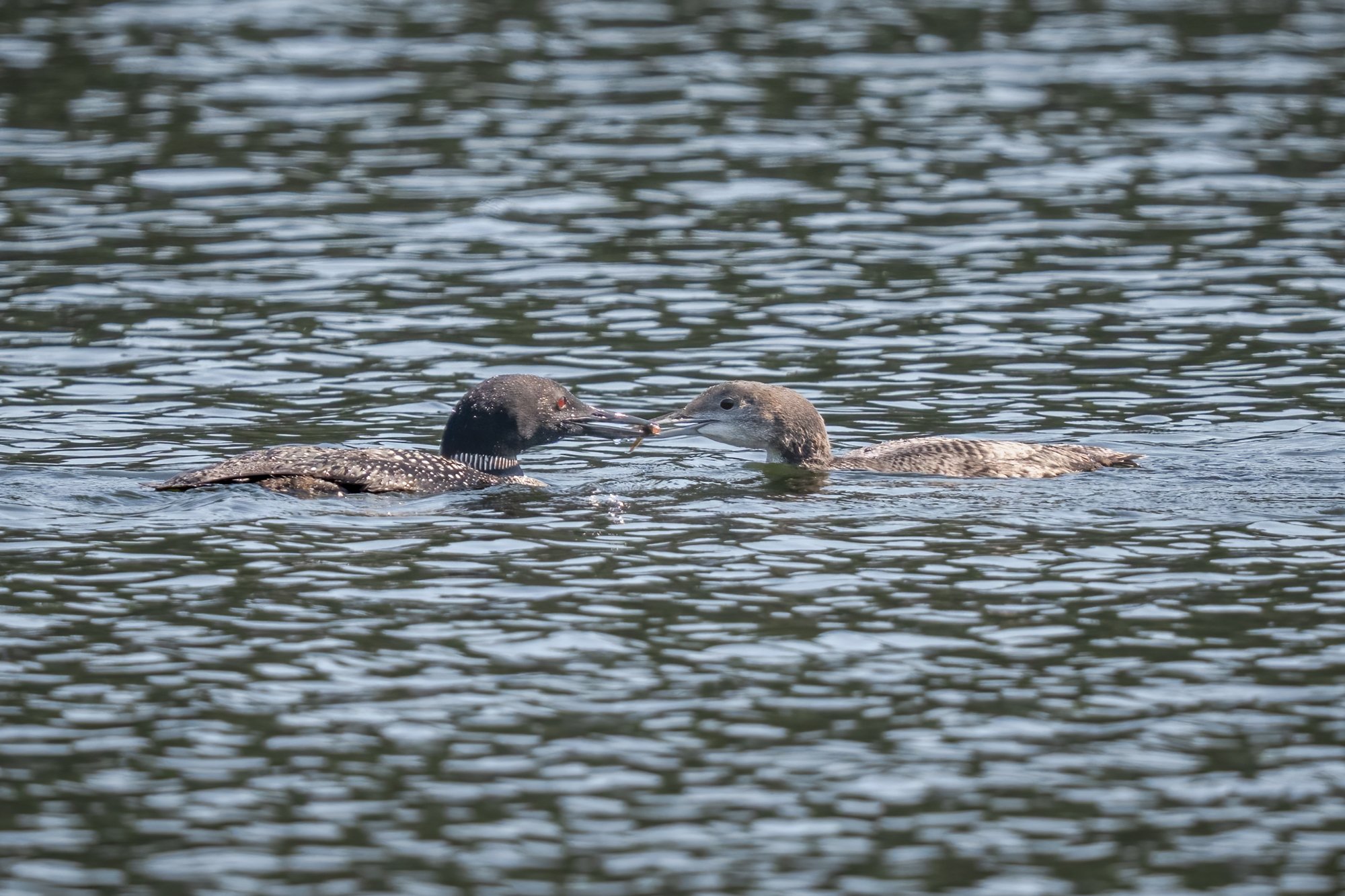 Common Loon & Loonlet - Minnesota