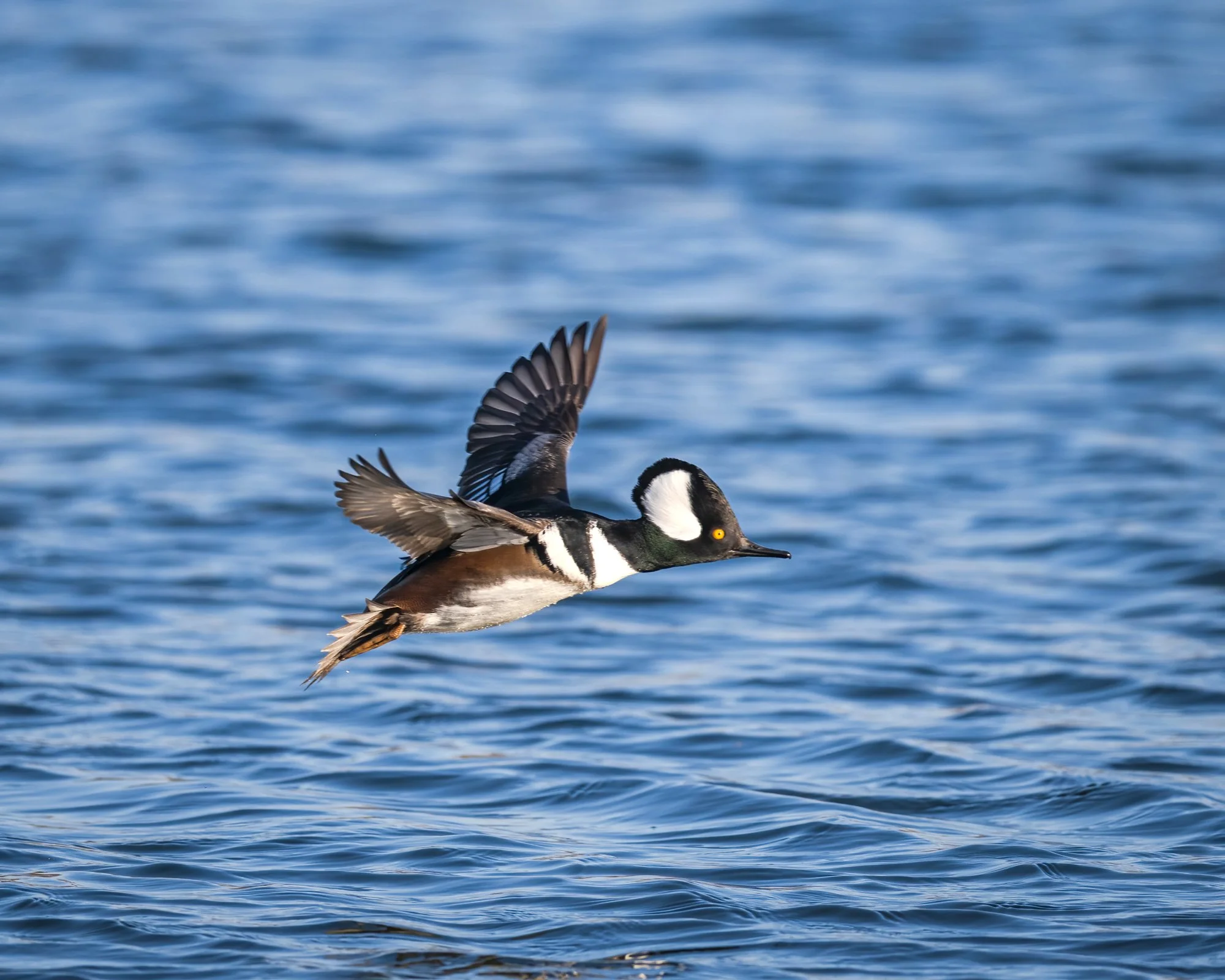 Hooded Merganser - Minnesota