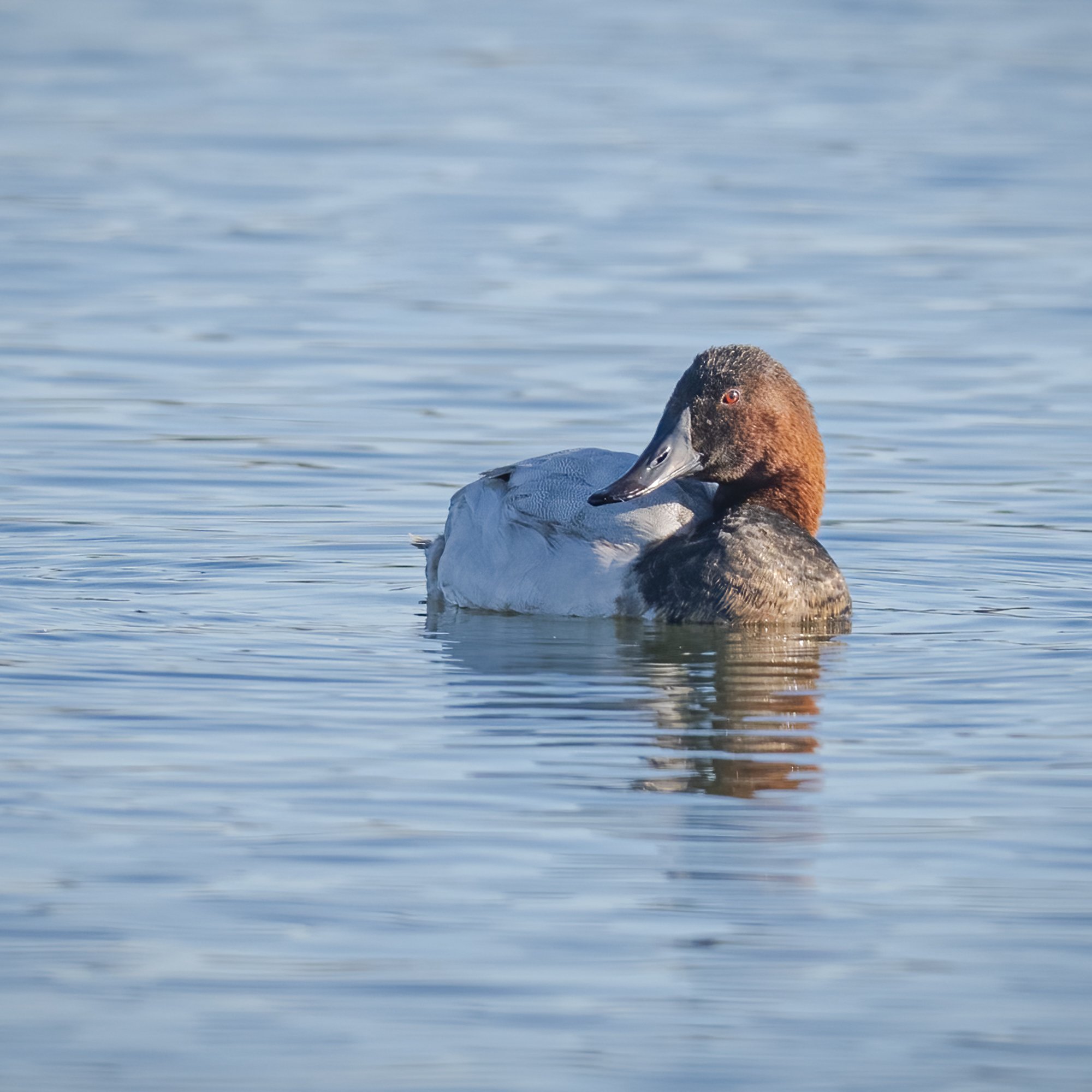Canvasback - Minnesota