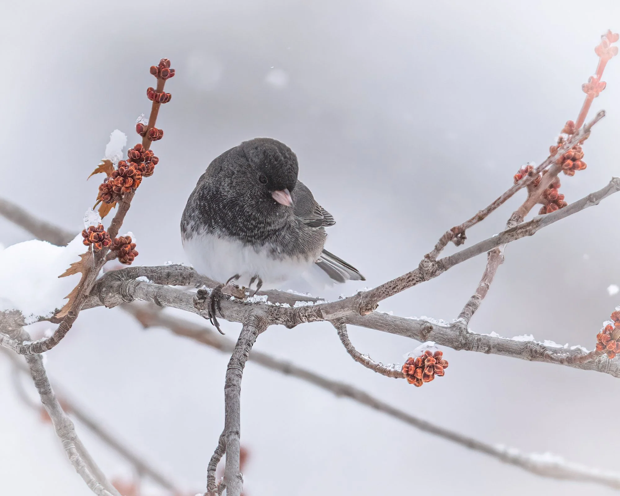 Dark-eyed Junco - Minnesota