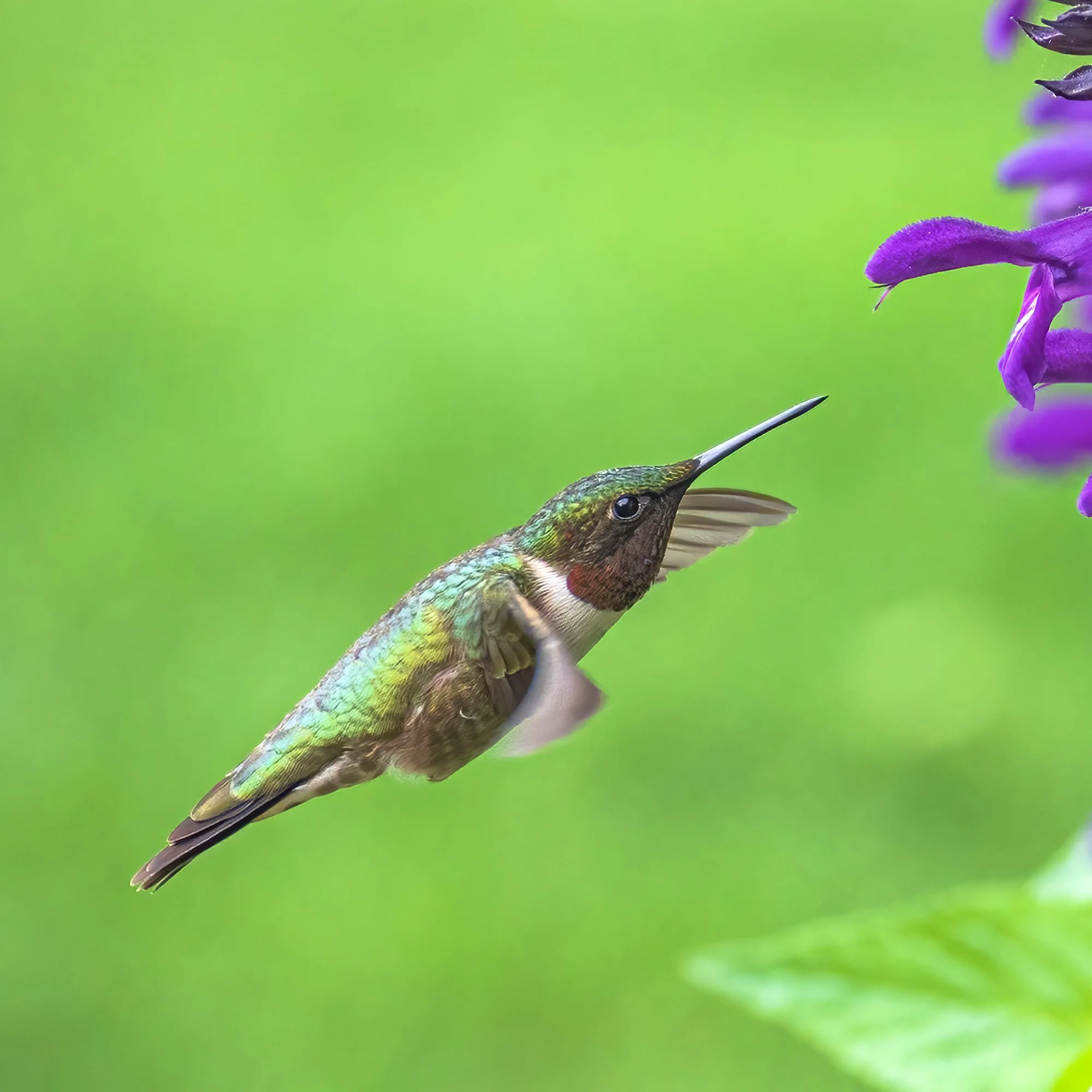 Ruby Throated Hummingbird - Minnesota