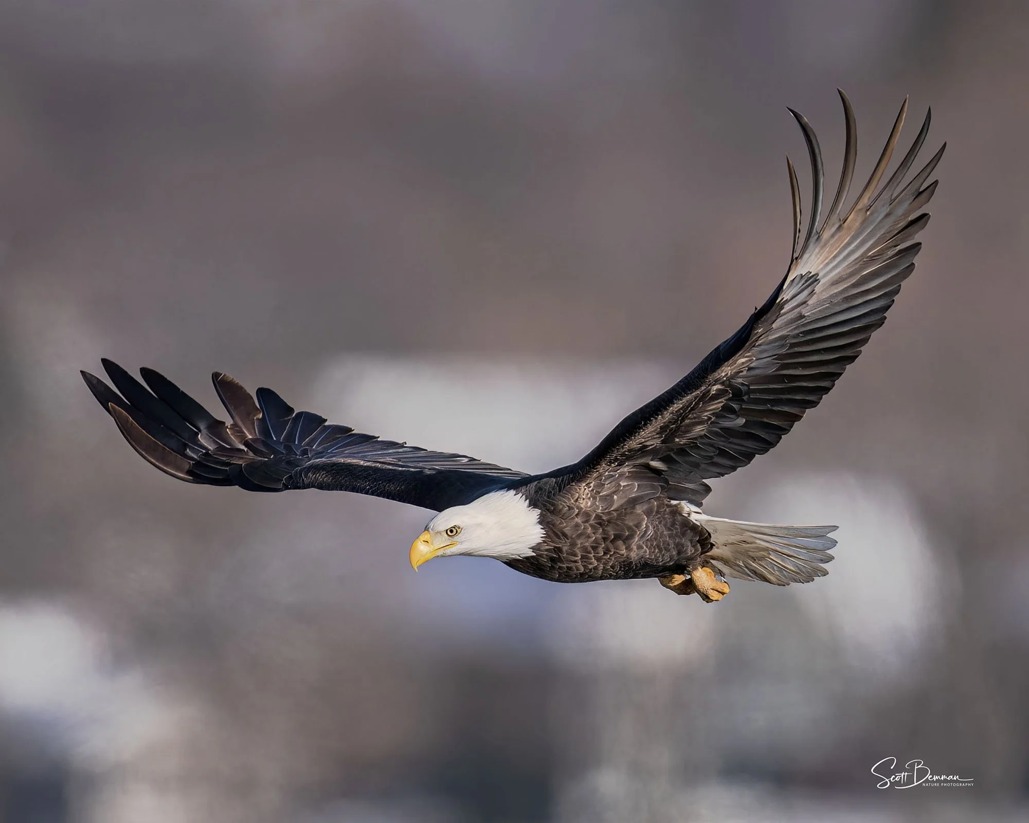 Bald Eagle - Minnesota
