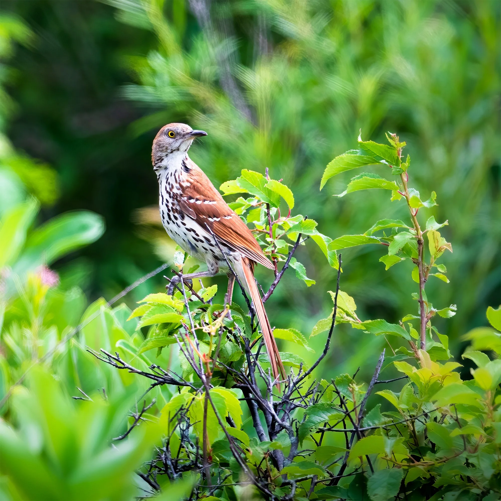 Brown Thrasher - Minnesota